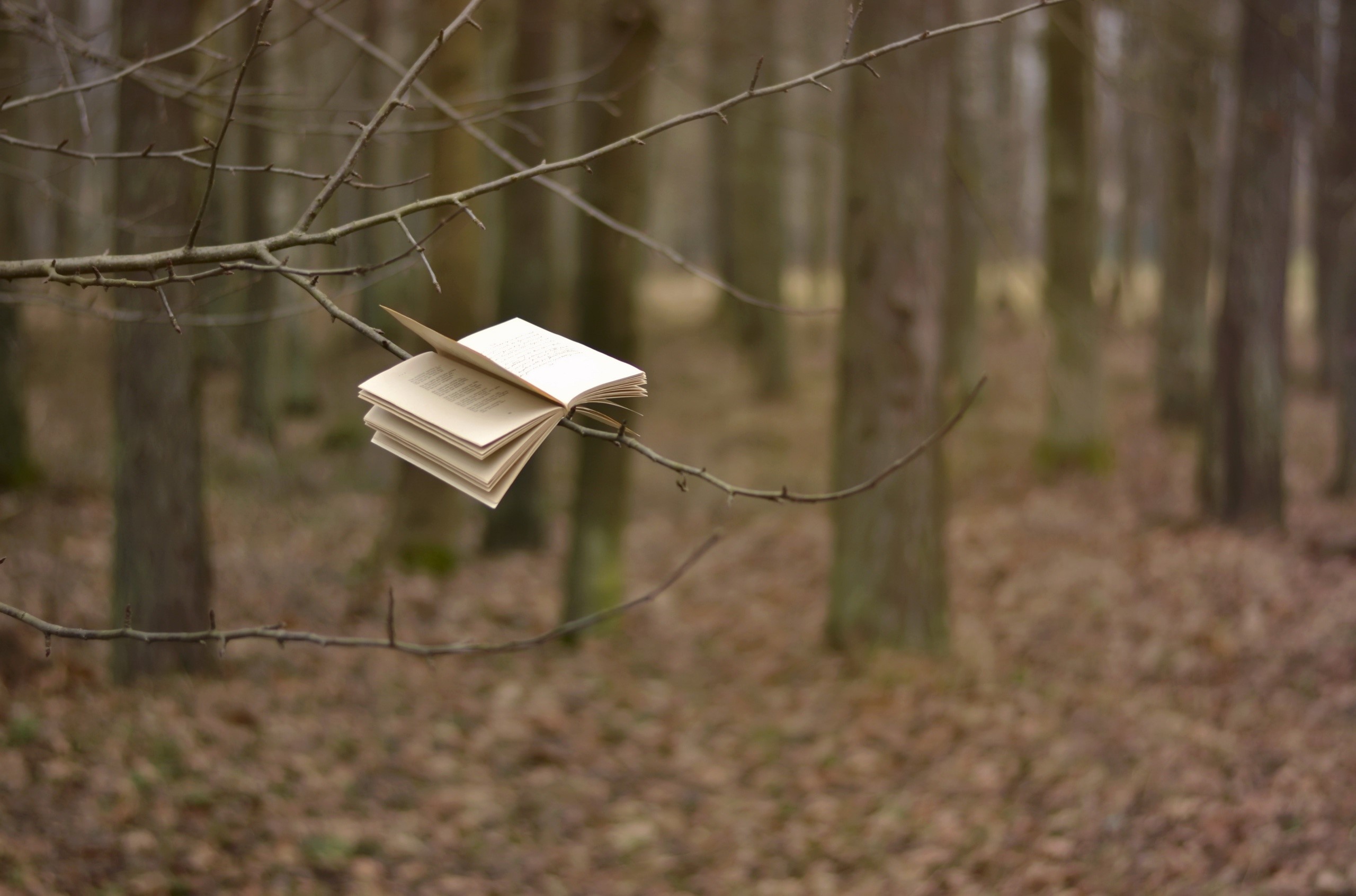 books, trees, depth of field, HD Wallpaper