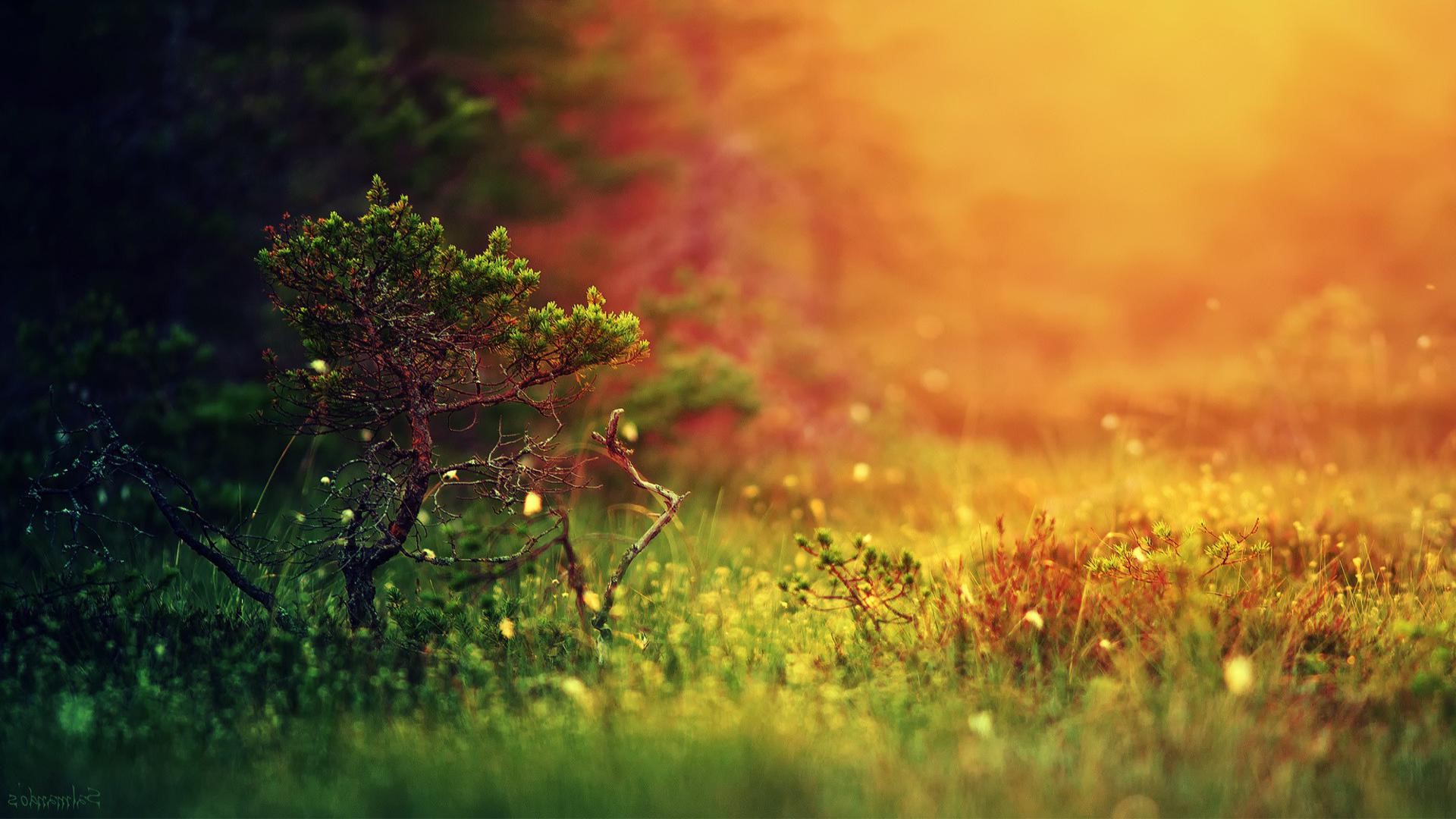 nature, forest, plants, sunlight, HD Wallpaper