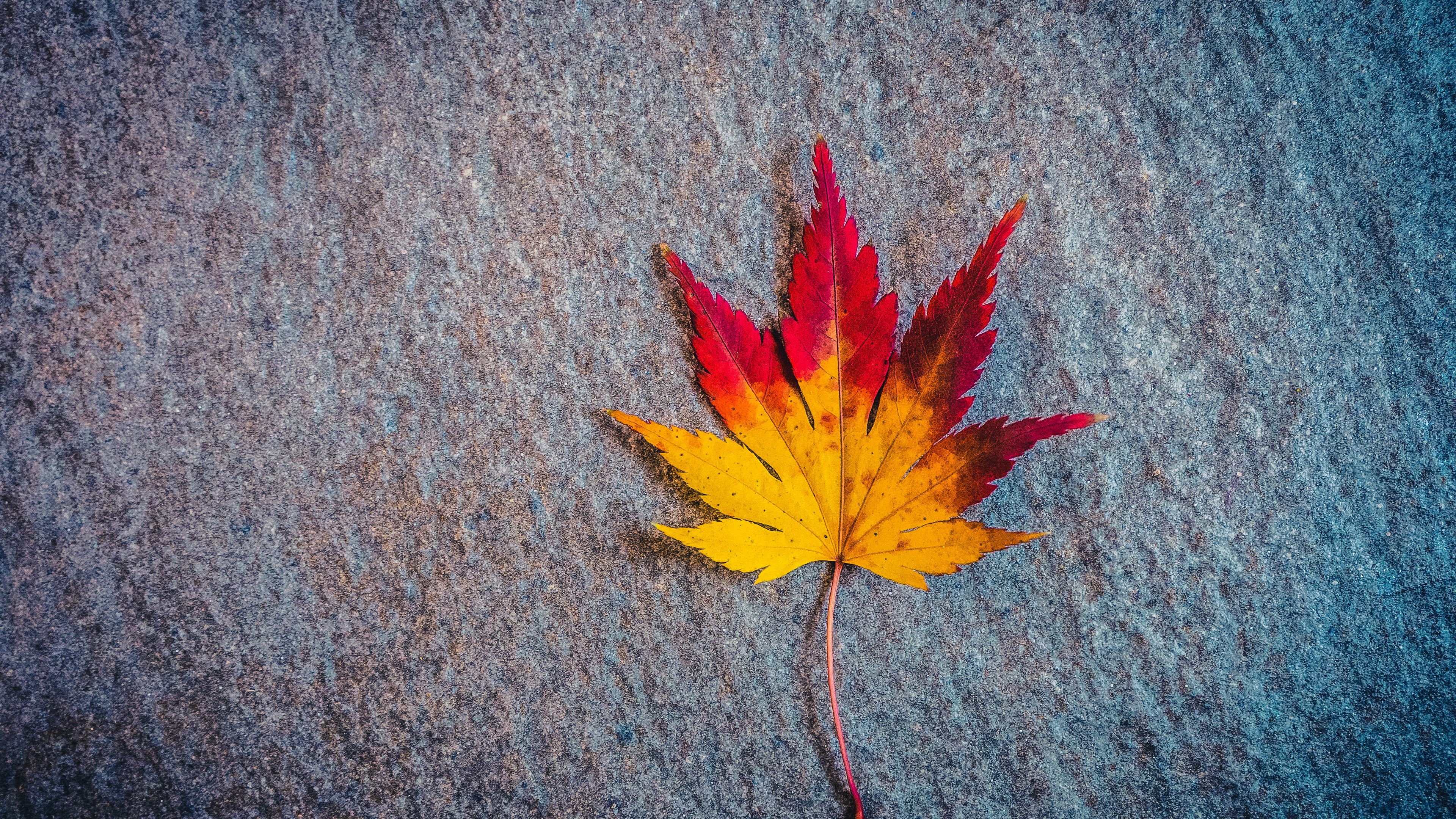 leaf, maple, autumn, minimalism, 4k, HD Wallpaper