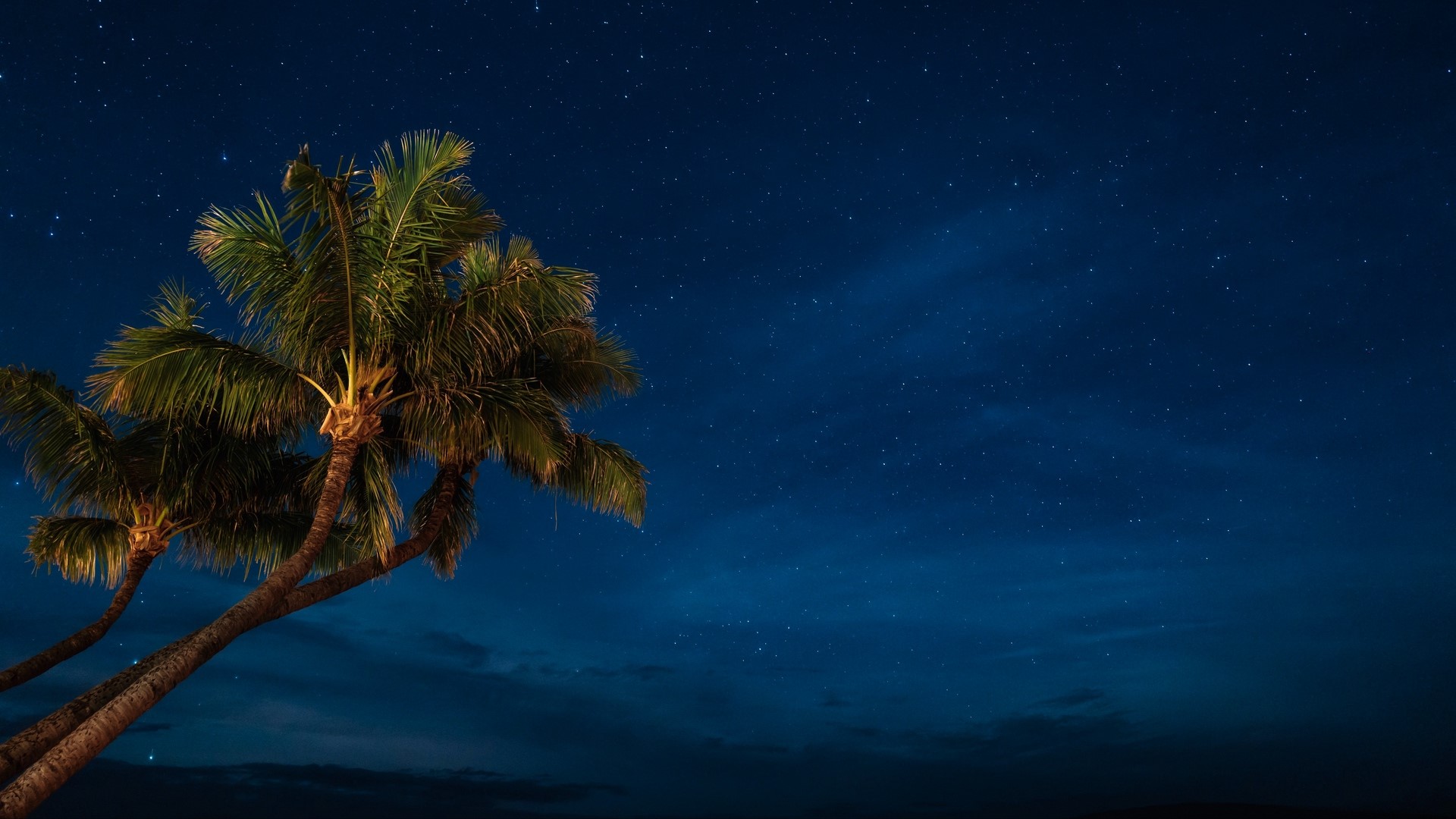 palm trees, blue, night, starry night, tropics, tropical, stars, HD Wallpaper