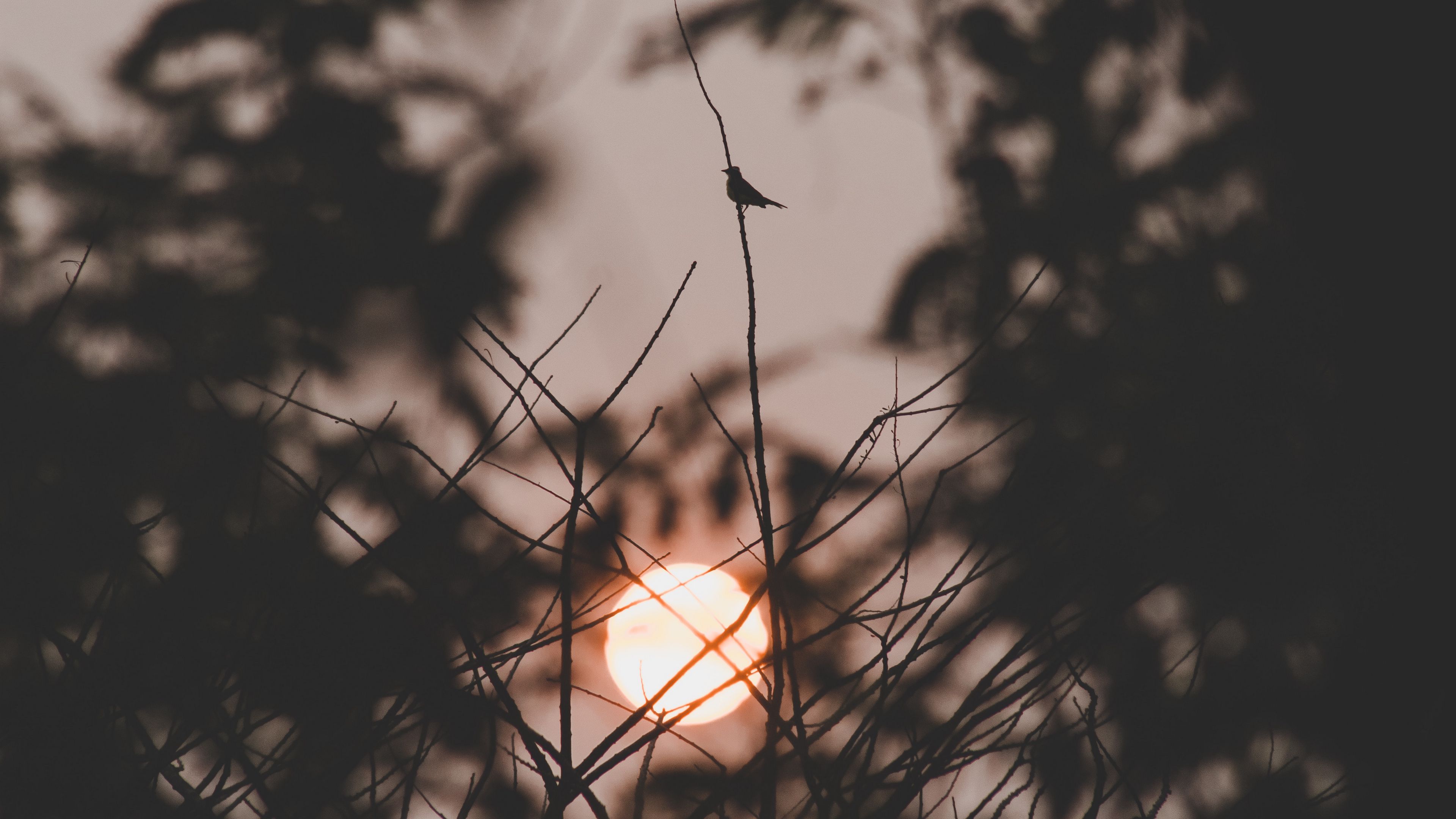 sunset, sun, branches, bird, dark, 4k, HD Wallpaper