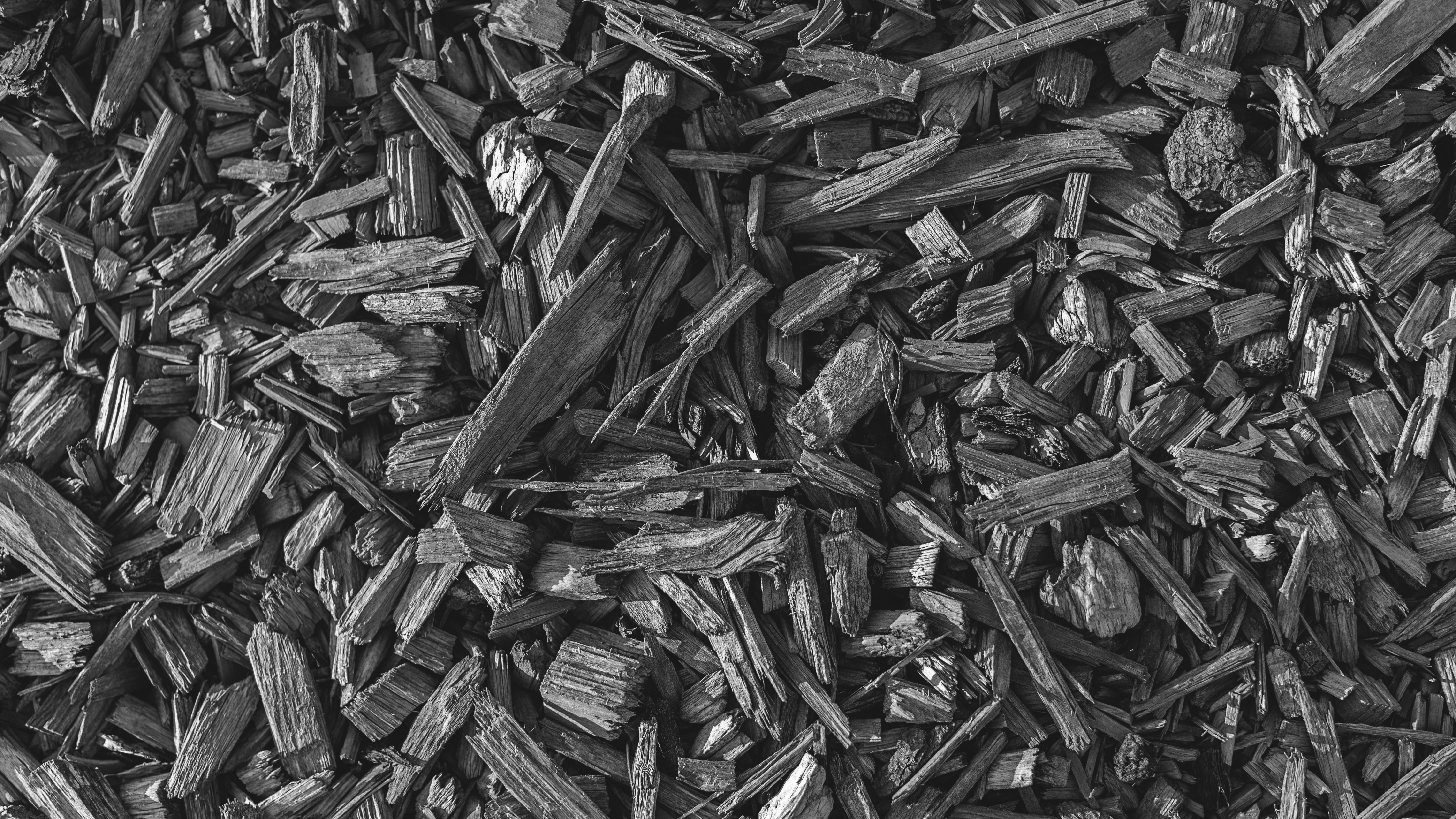 wood, nature, monochrome, HD Wallpaper