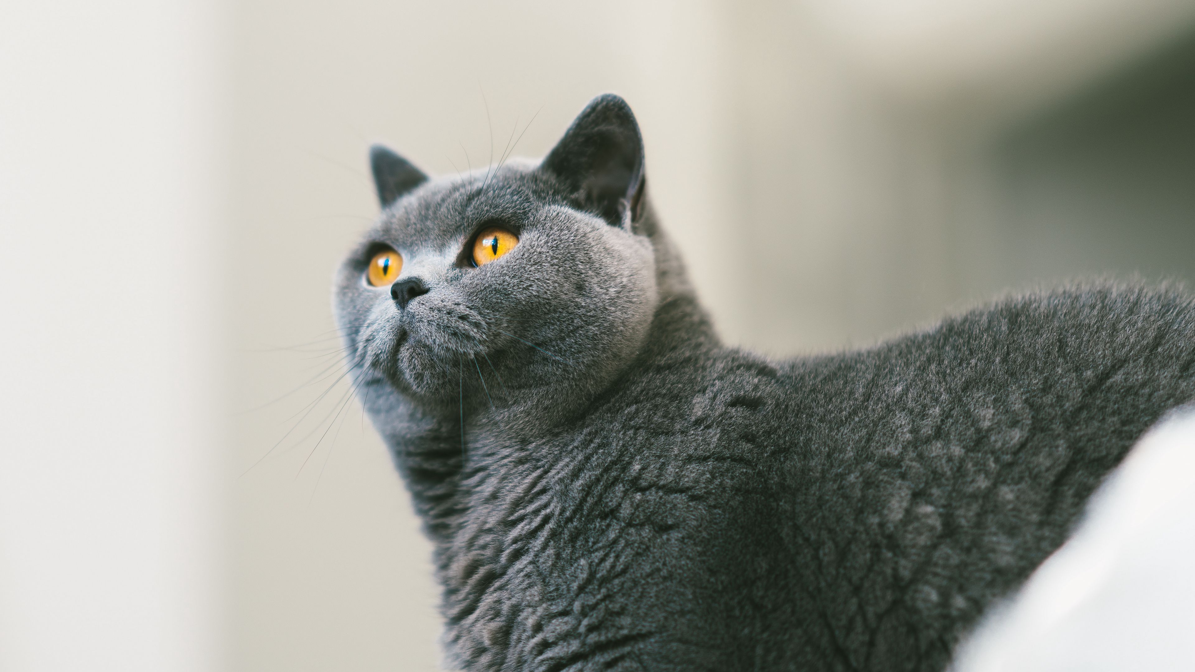 cat, british, gray, curiosity, fur, 4k, HD Wallpaper