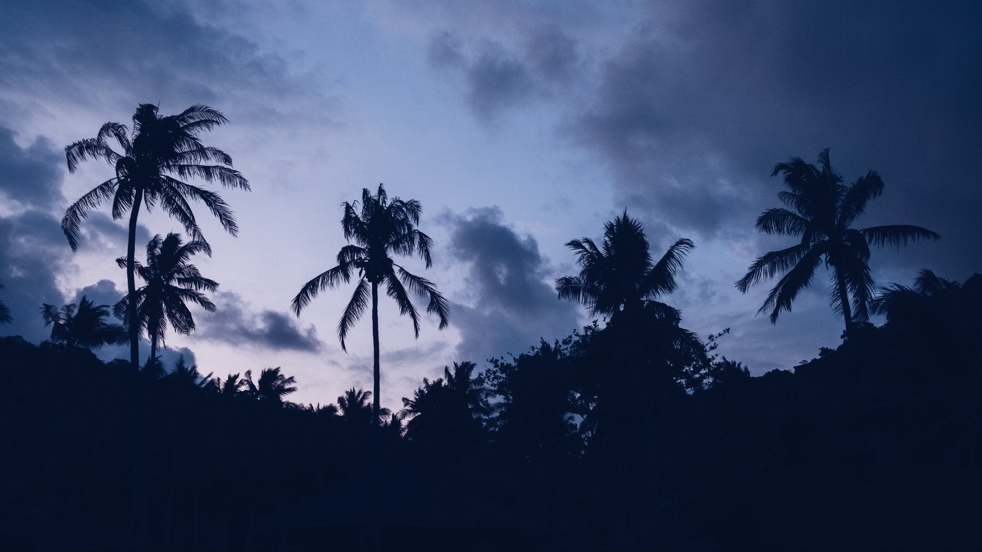 palm trees, trees, clouds, blue, nature, violet, HD Wallpaper