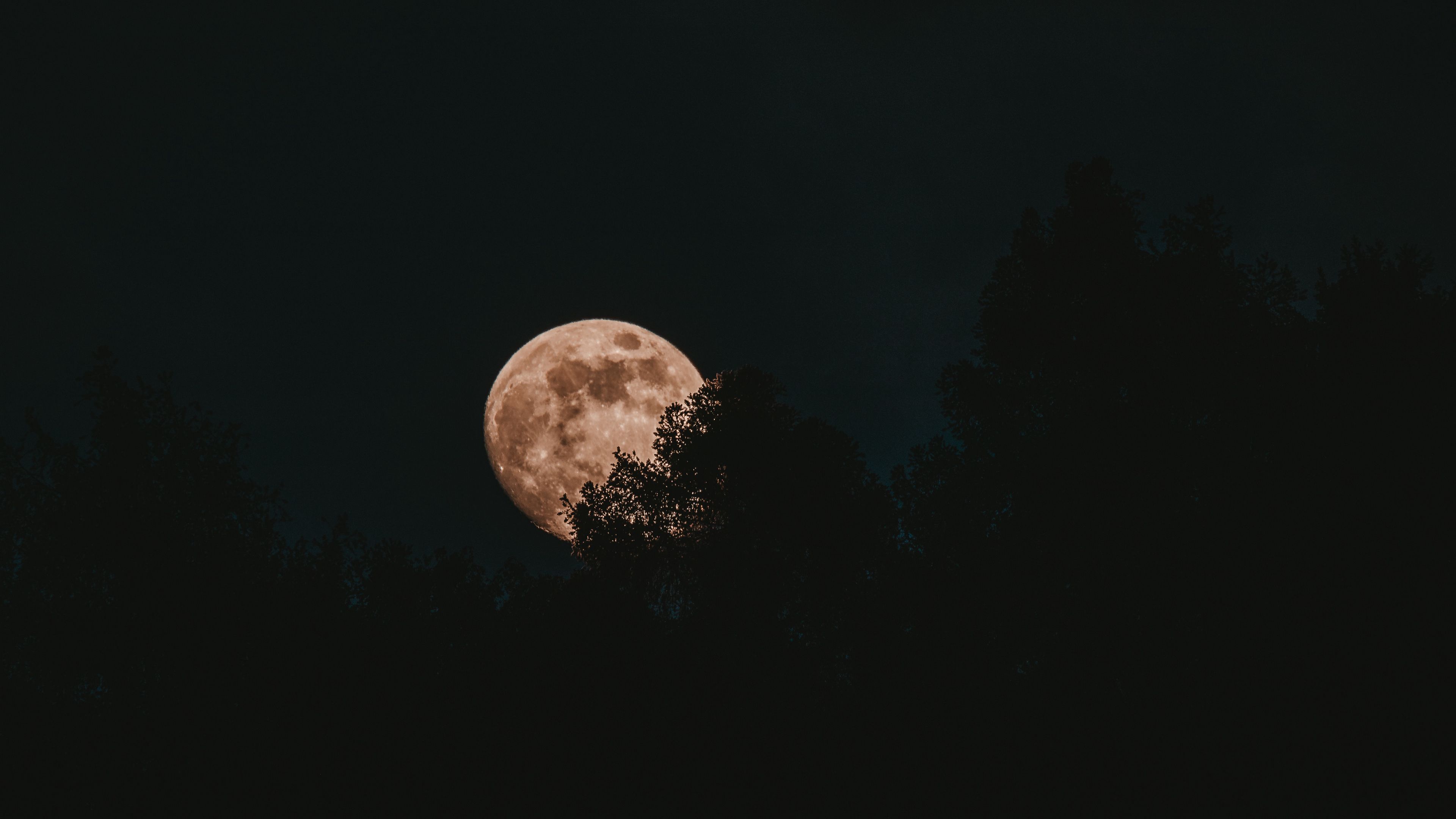 moon, full moon, trees, night, 4k, HD Wallpaper