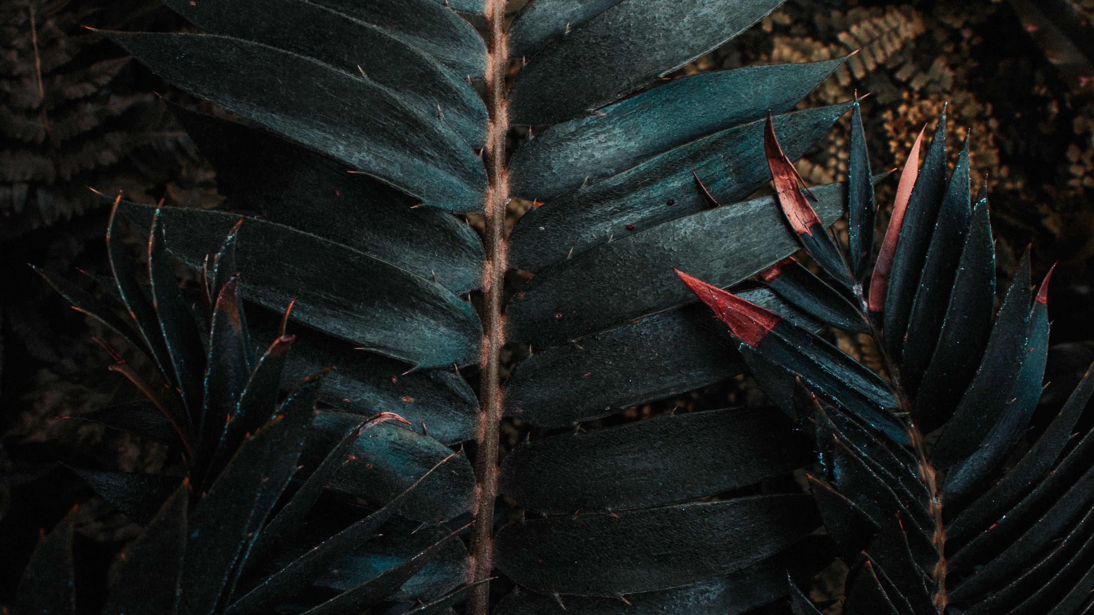 leaves, plant, carved, exotic, 4k, HD Wallpaper