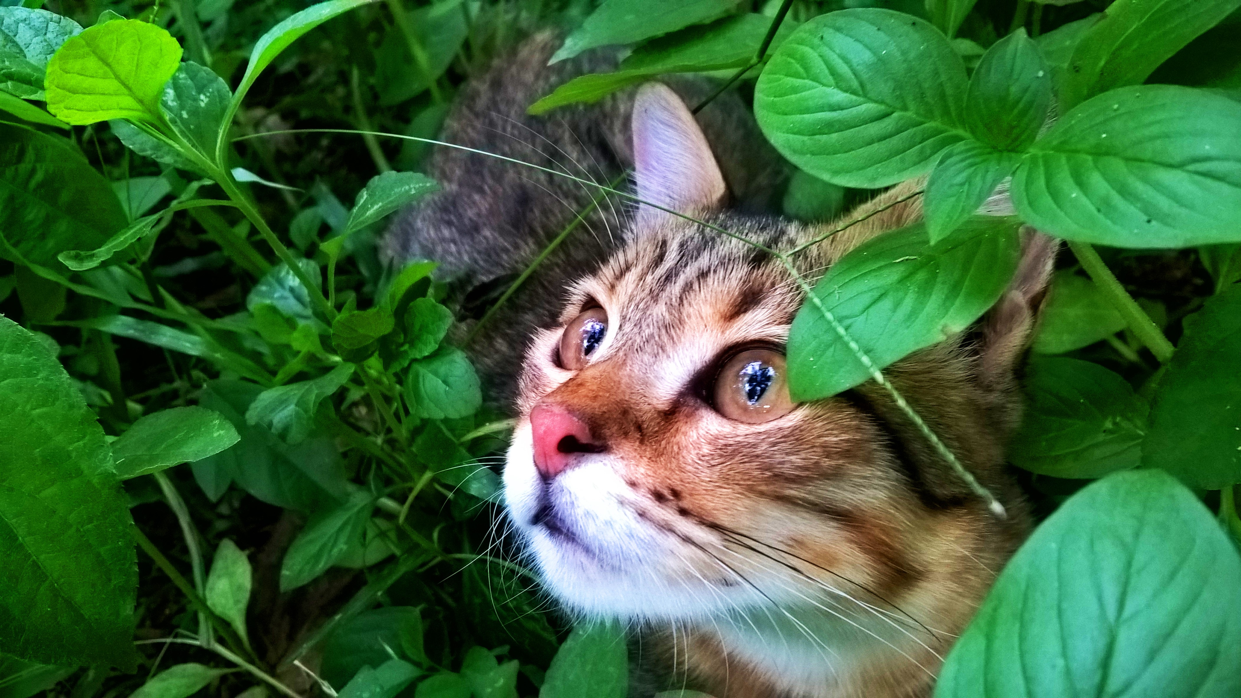 leaves, trees, animal eyes, cats, HD Wallpaper