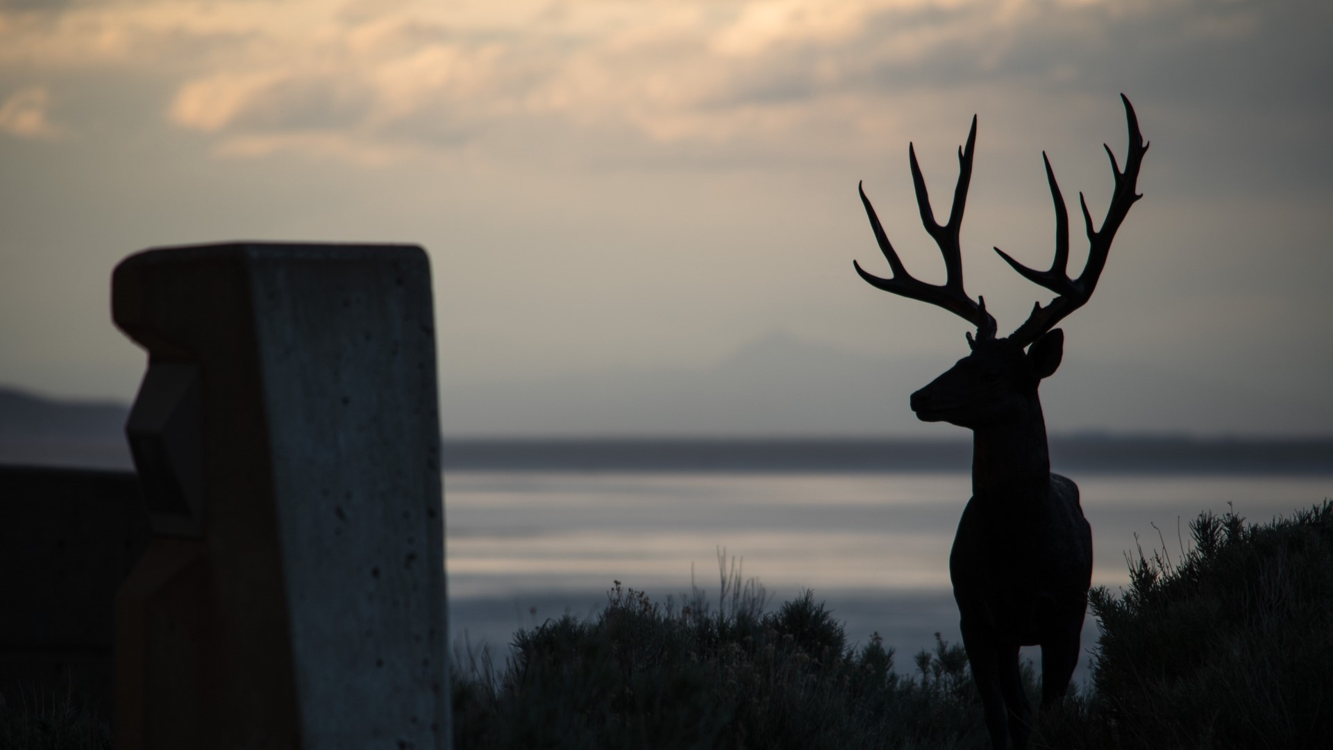 deer, silhouette, animals, beige, dark, antlers, HD Wallpaper