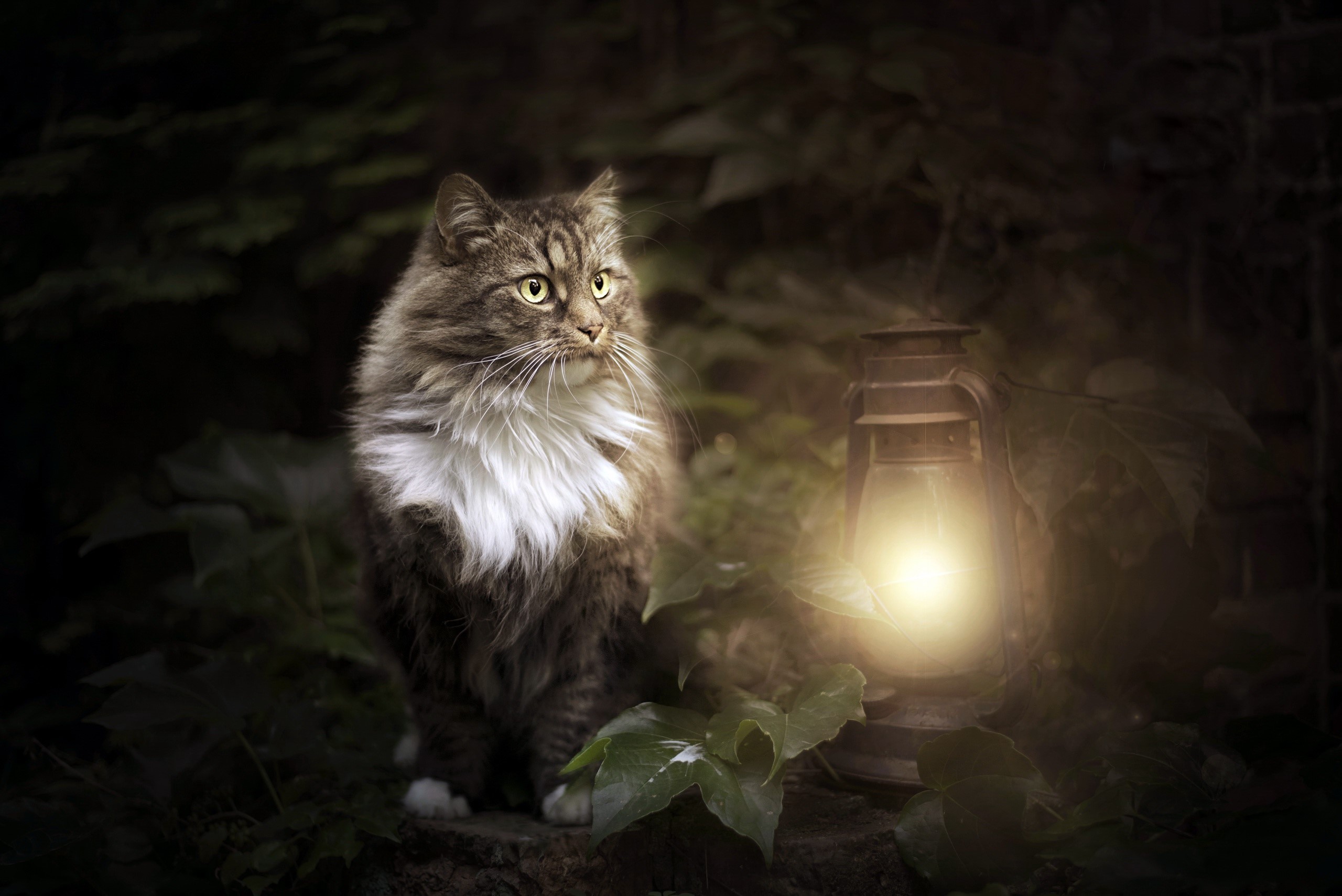 cats, lantern, animals, HD Wallpaper