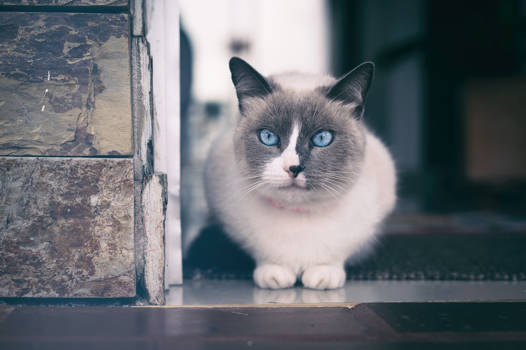 animals, cats, blue eyes, HD Wallpaper