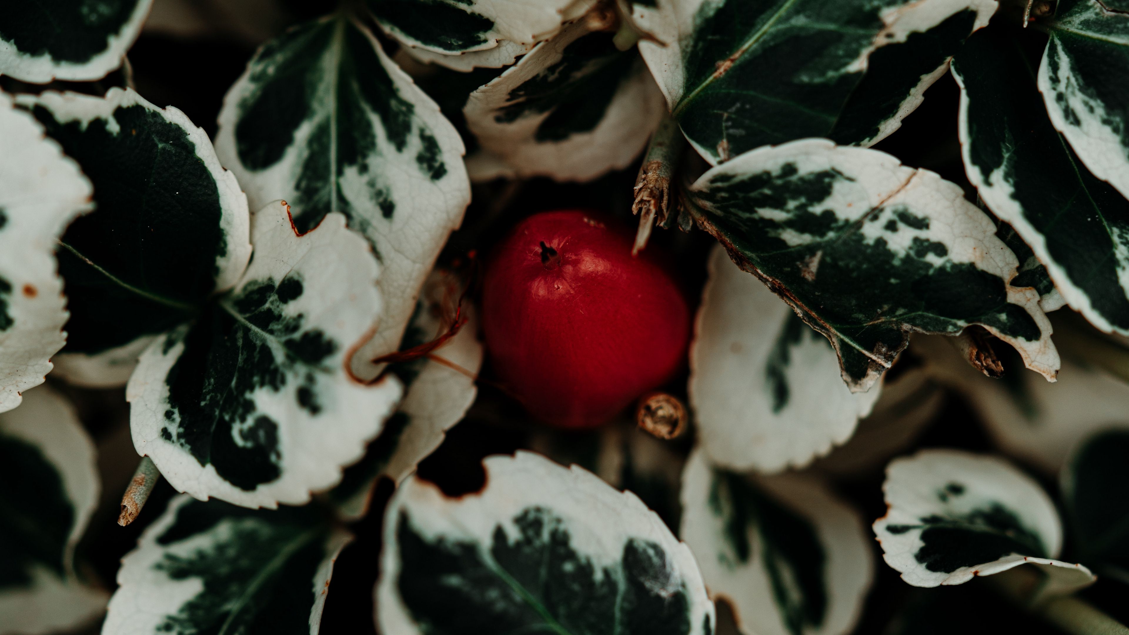 leaves, fruit, plant, macro, closeup, 4k, HD Wallpaper