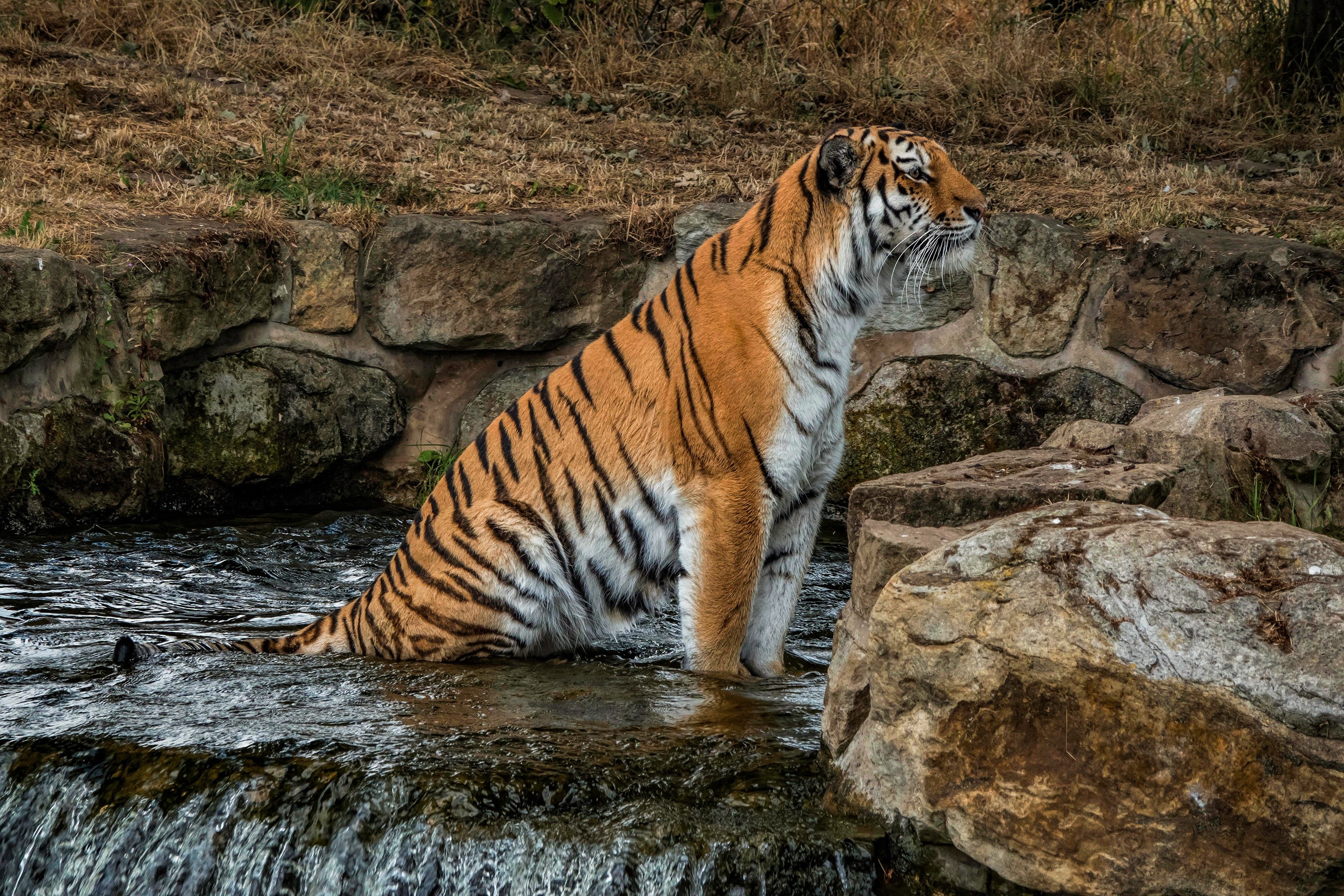 big cats, animals, tiger, HD Wallpaper