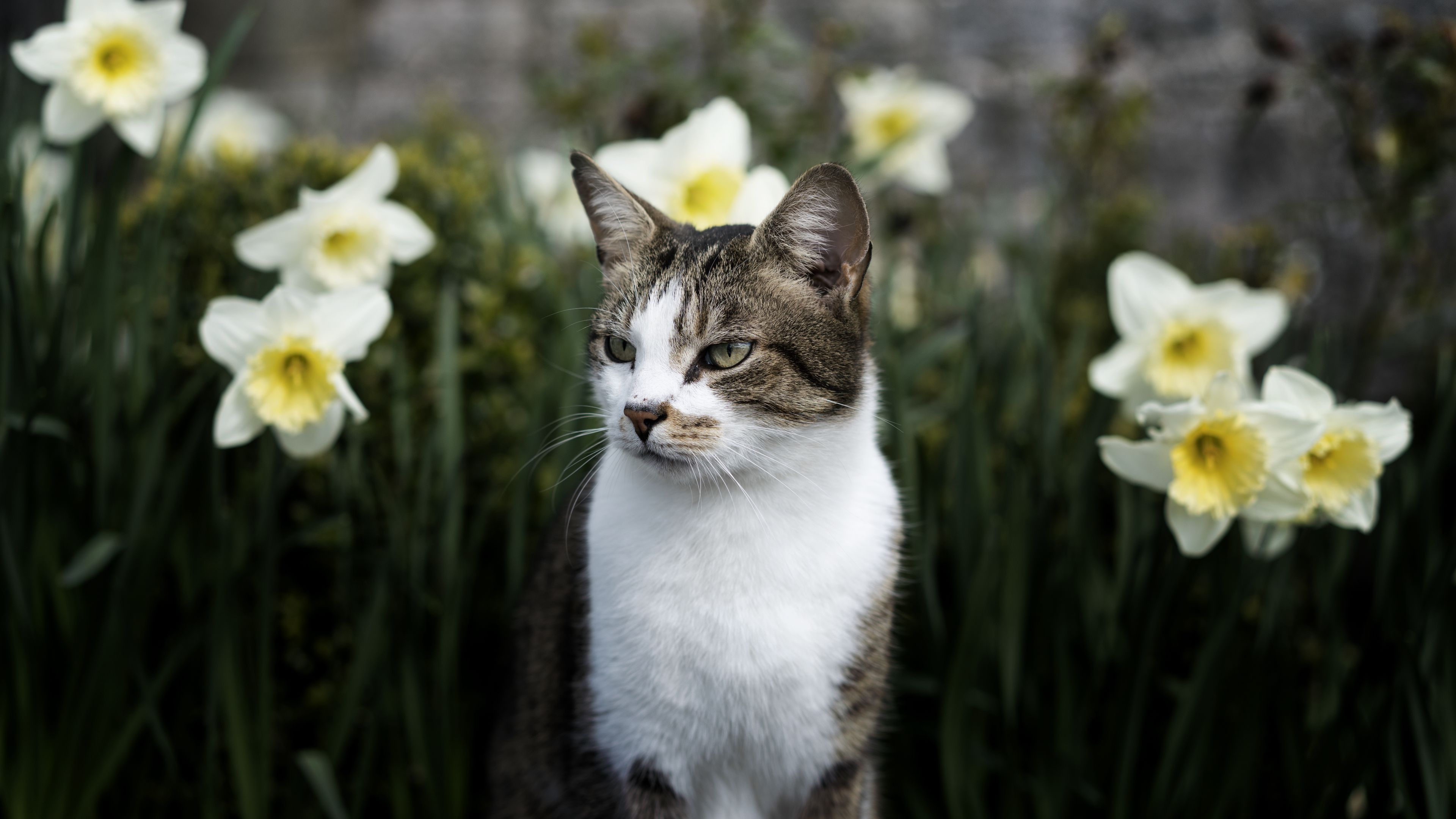 cat, flowers, glance, pet, animal, 4k, HD Wallpaper