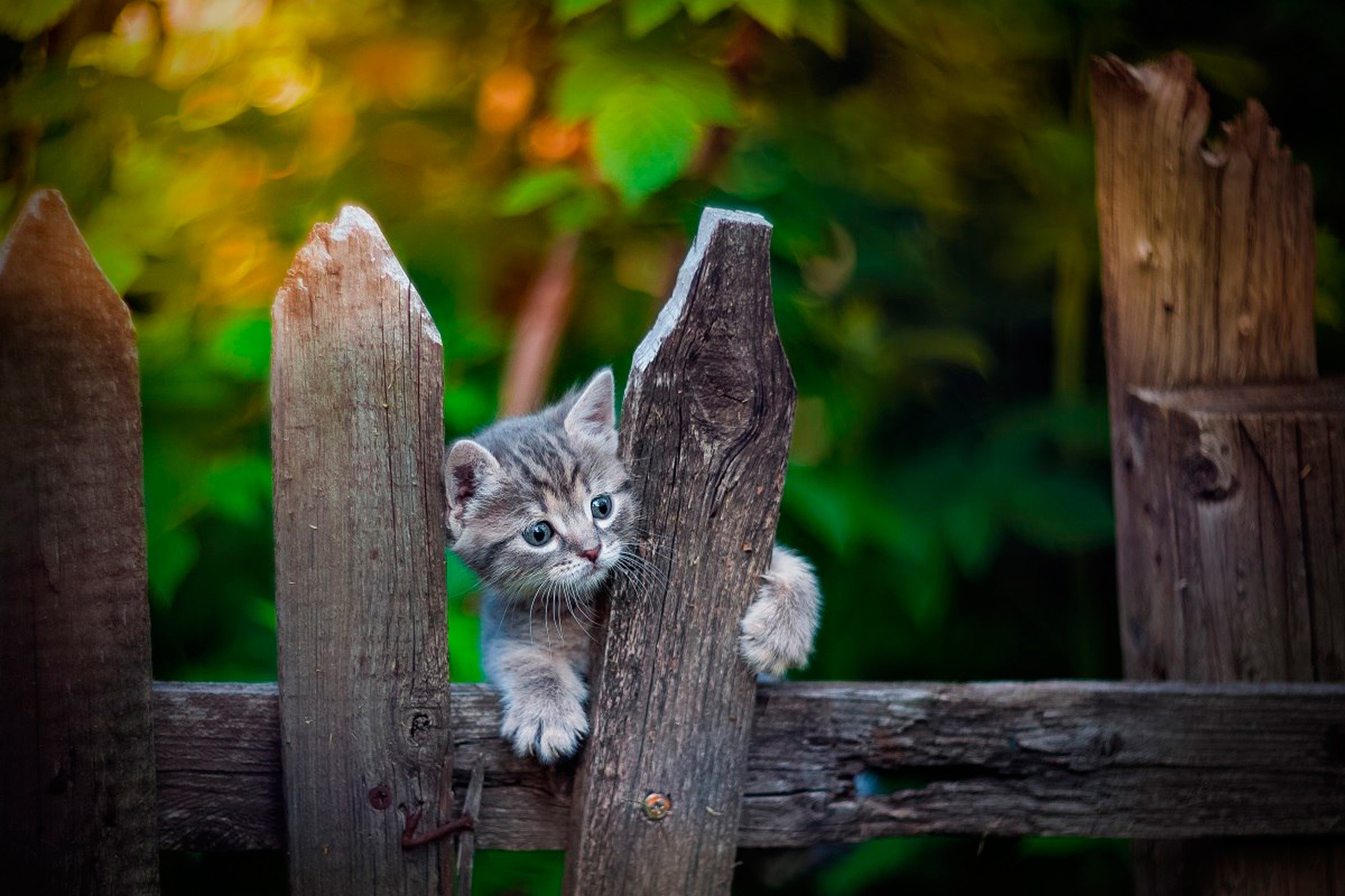 animals, cats, wood, outdoors, kittens, HD Wallpaper
