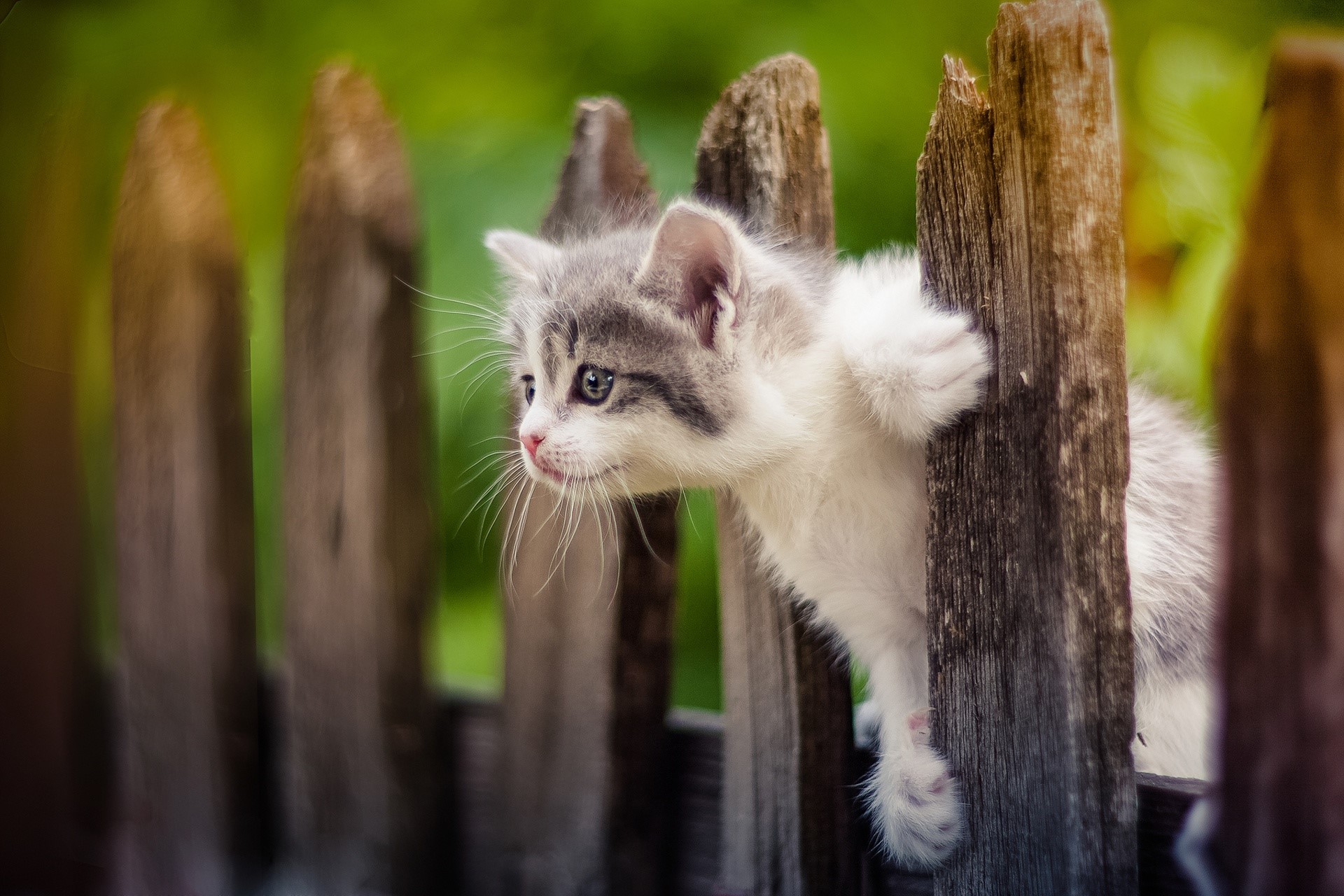animals, cats, outdoors, fence, HD Wallpaper