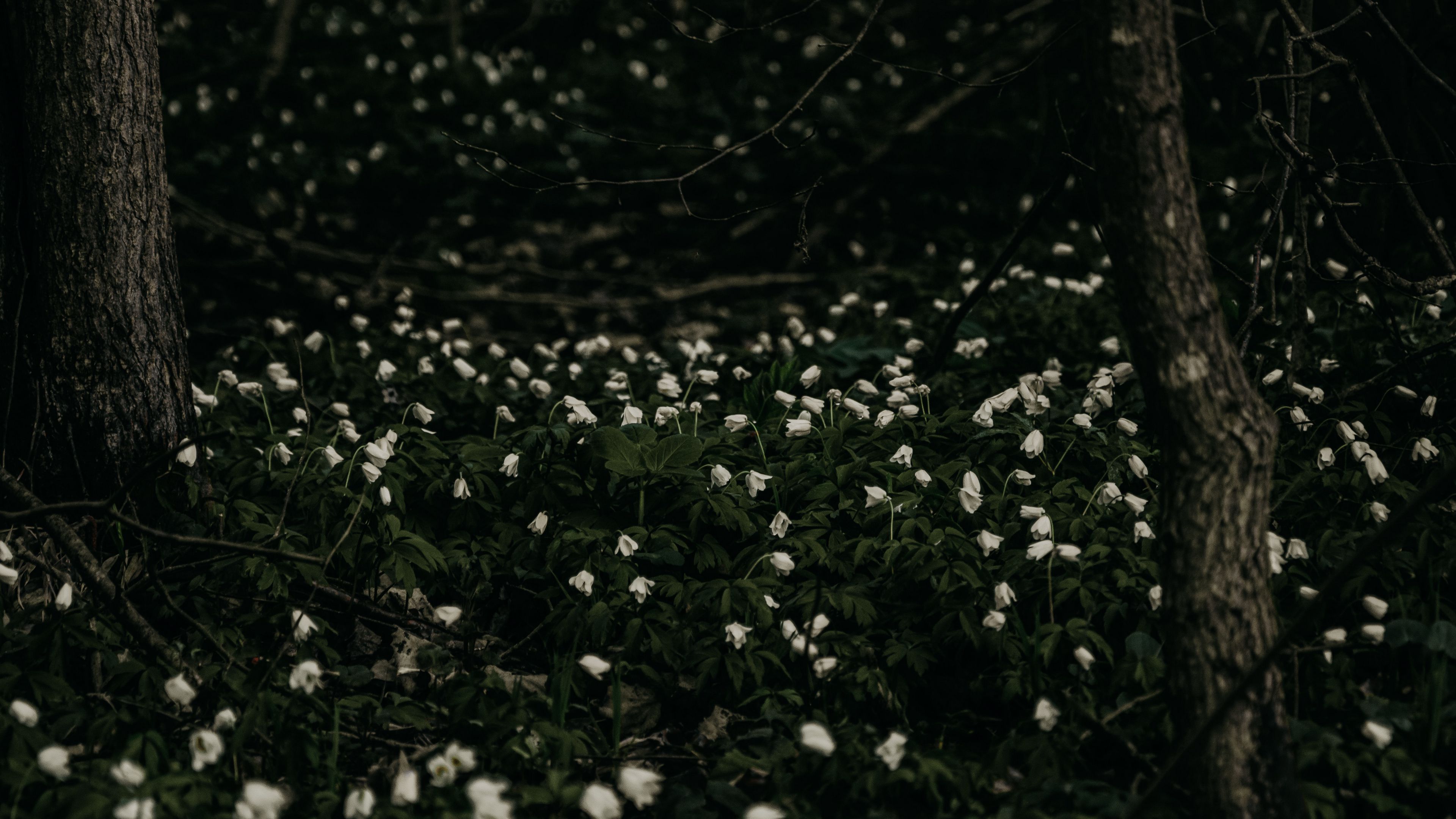 flowers, white, plant, glade, bloom, 4k, HD Wallpaper