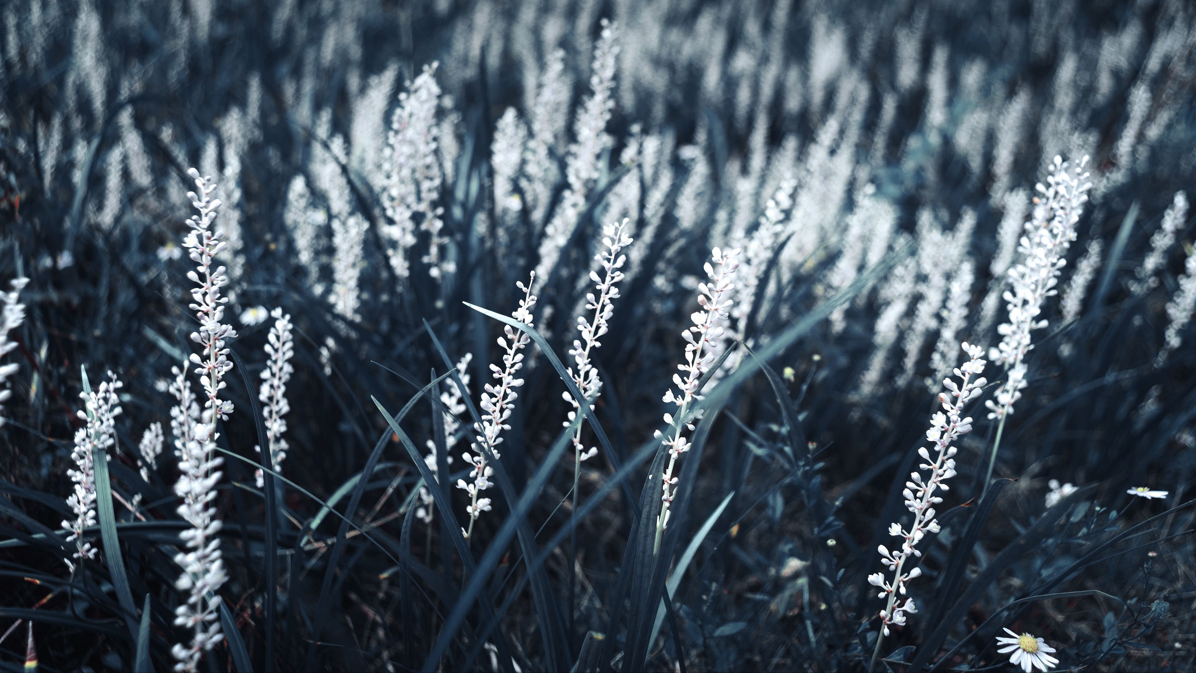 grass, bloom, white, plants, 4k, HD Wallpaper