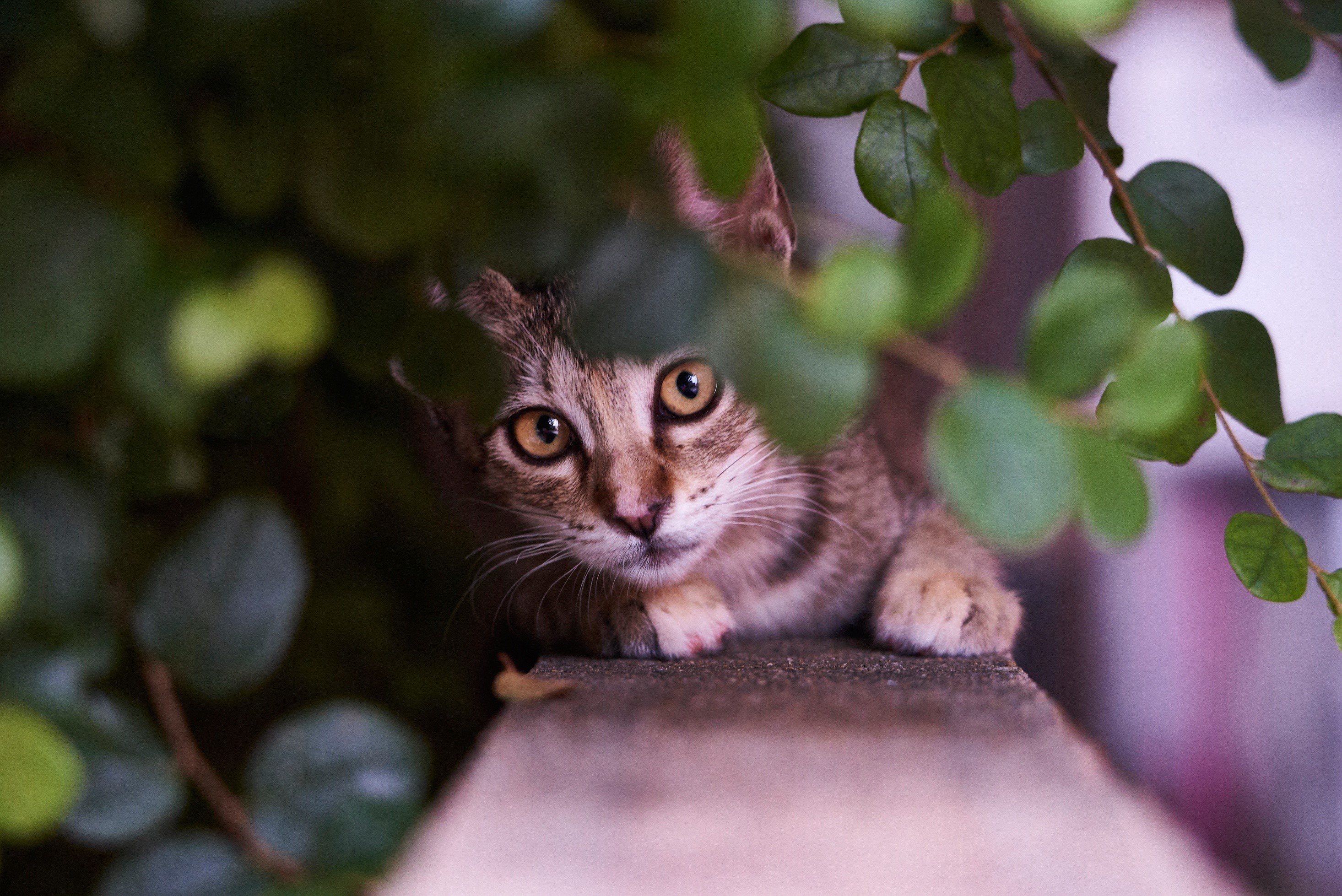 animals, cats, plants, outdoors, twigs, HD Wallpaper