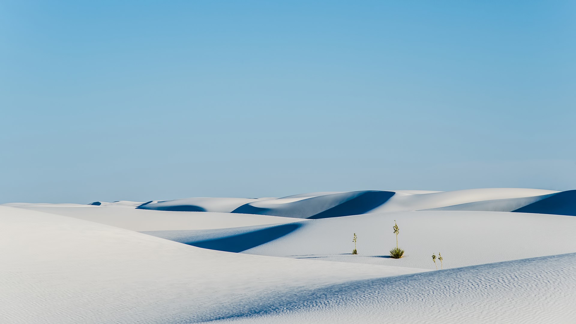 desert, sand, dunes, plants, landscape, HD Wallpaper
