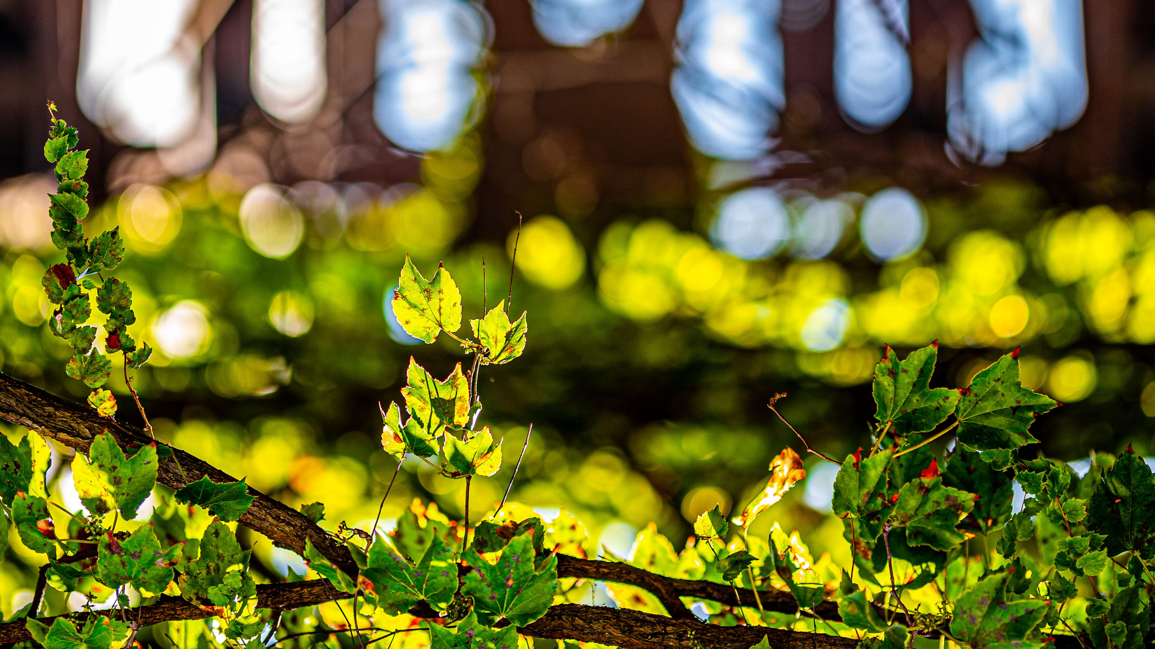 leaves, plants, branches, glare, blur, 4k, HD Wallpaper