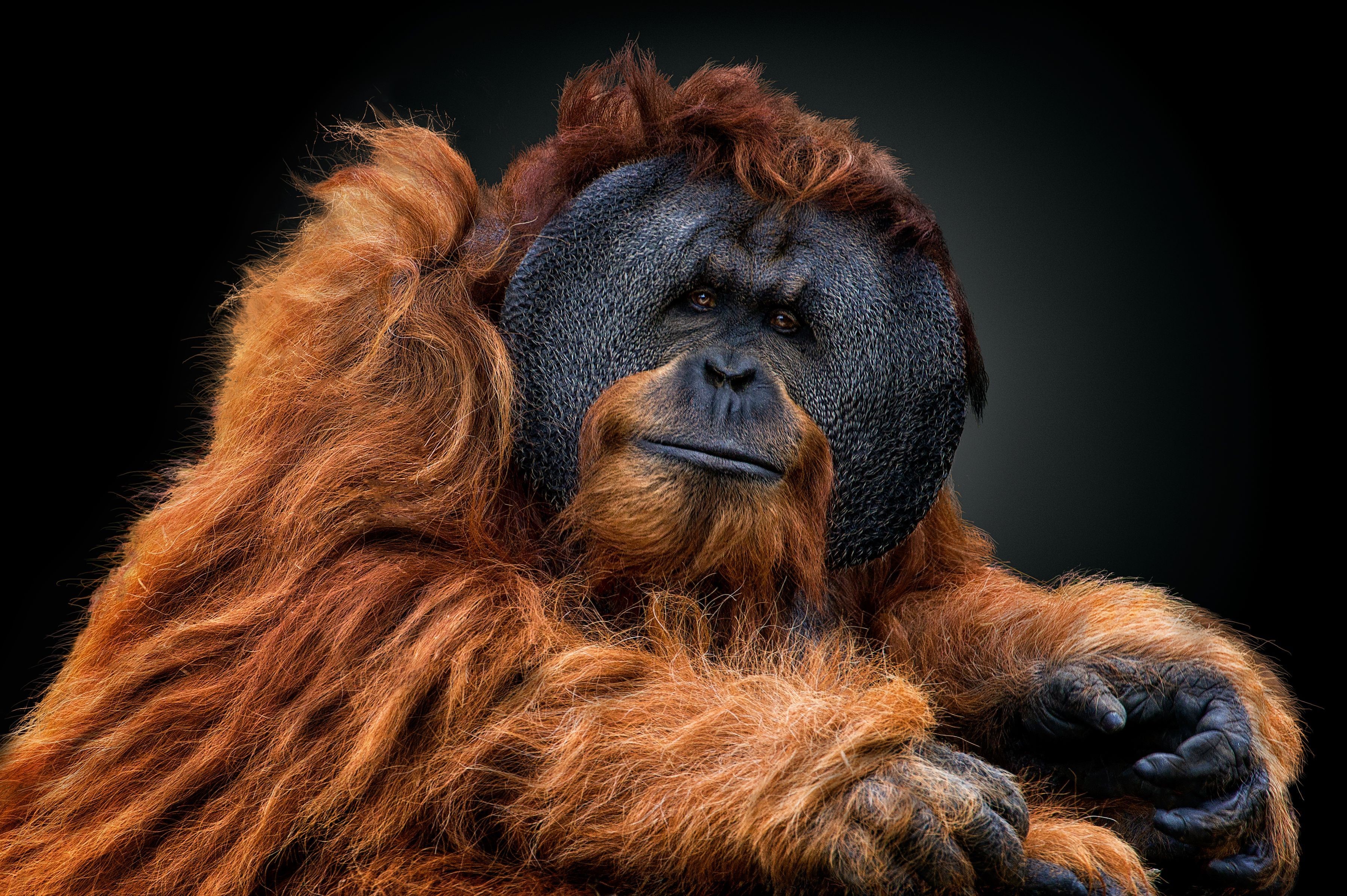 animals, orangutans, apes, looking at viewer, brunette, brown, black background, HD Wallpaper