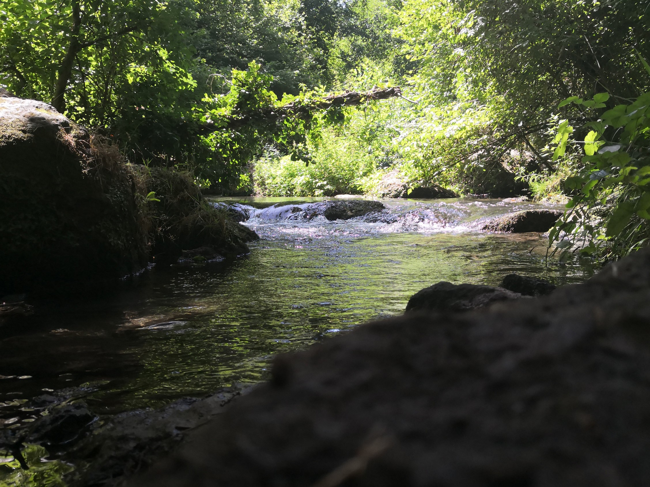 nature, forest, green, water, river, HD Wallpaper