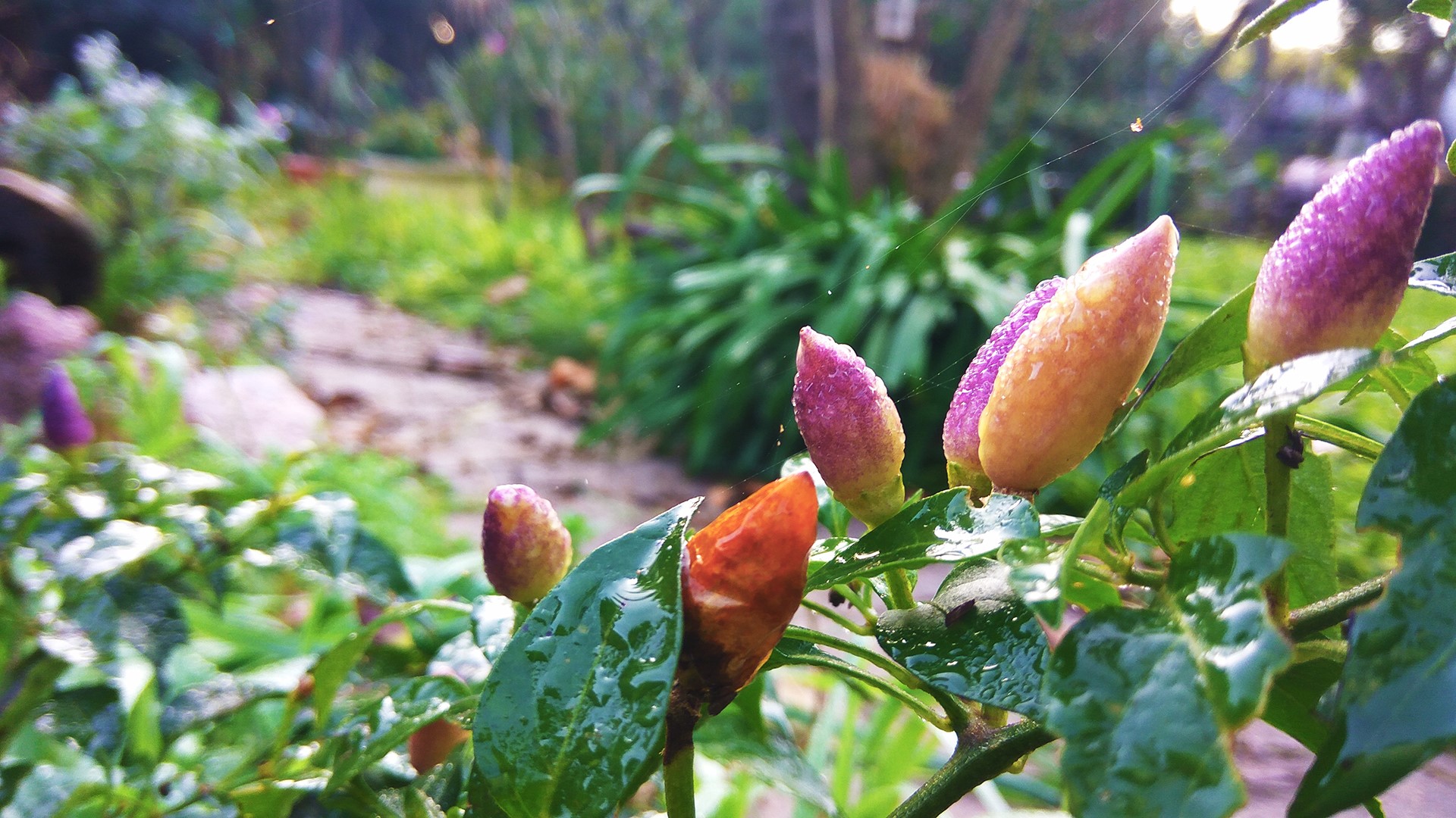 nature, flowers, plants, garden, fruit, HD Wallpaper