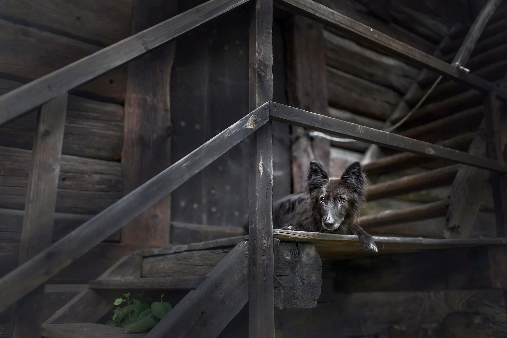 dog, animals, outdoors, wood, stairs, HD Wallpaper