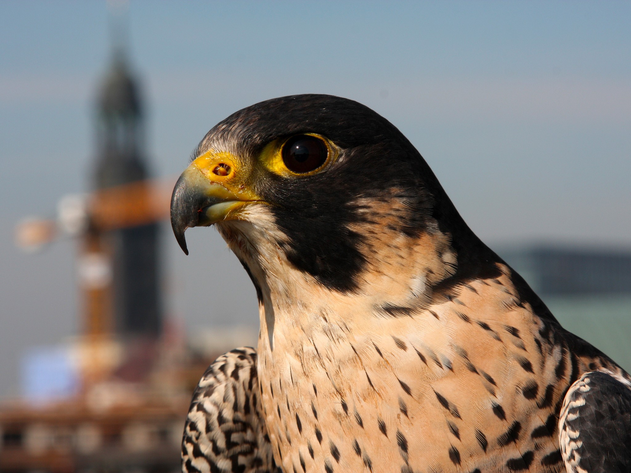 animals, Peregrines, falcons, closeup, birds, HD Wallpaper