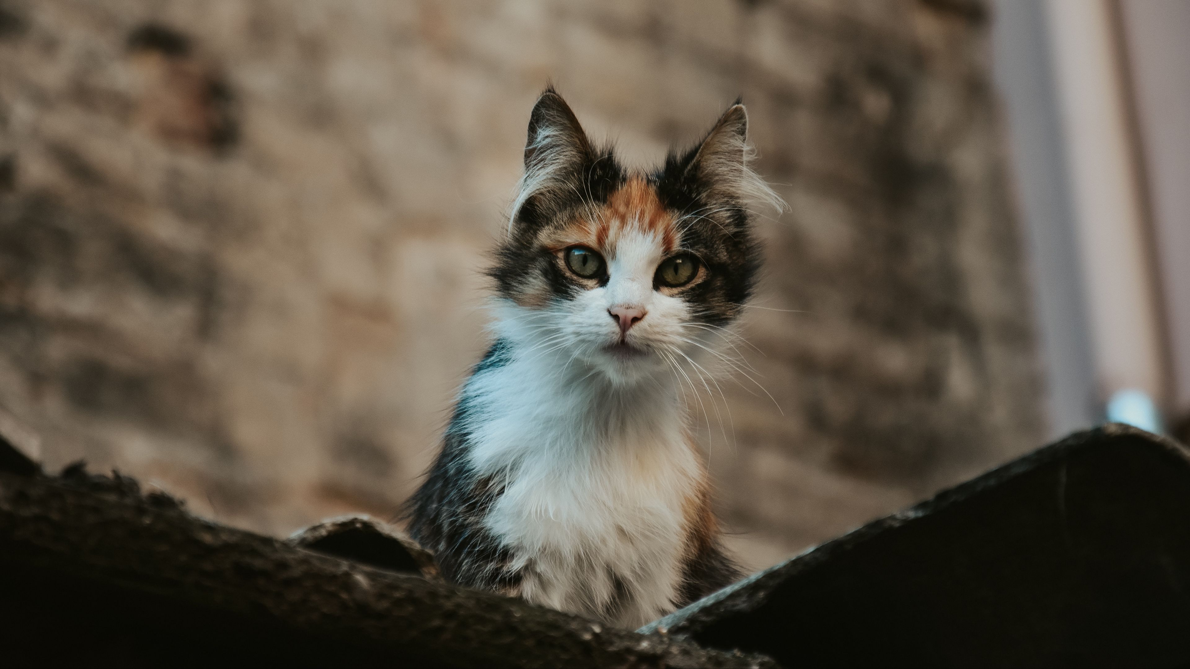 kitten, cat, glance, pet, animal, 4k, HD Wallpaper