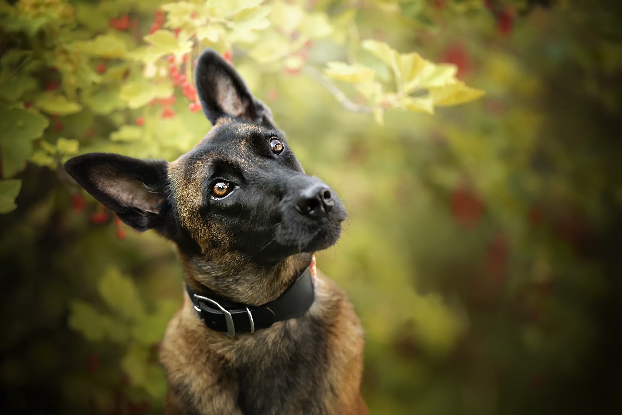 dog, animals, depth of field, HD Wallpaper