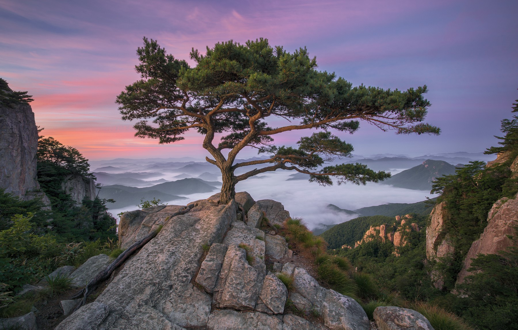 trees, pine trees, landscape, sky, mountains, HD Wallpaper