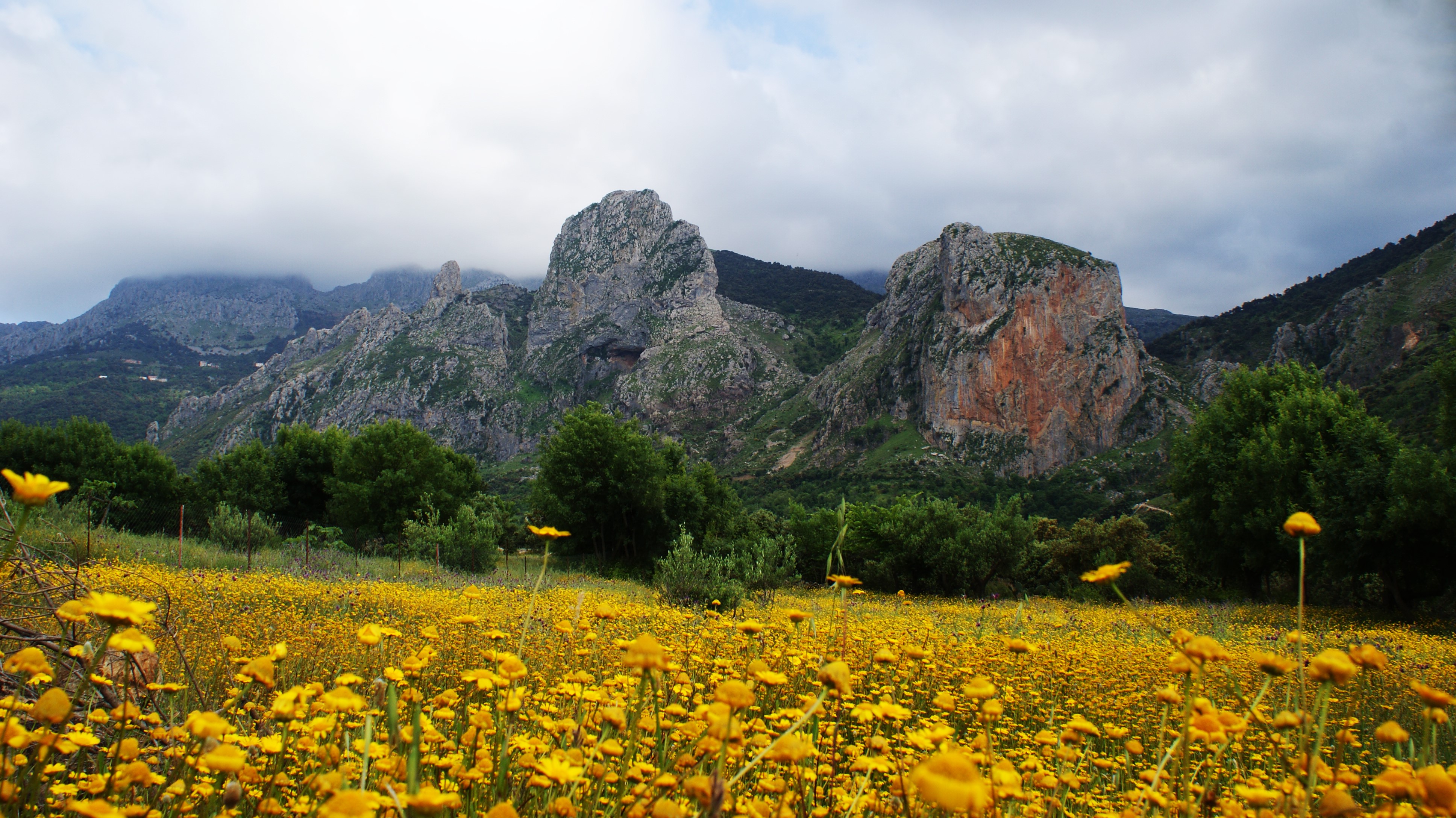 mountains, nature, flowers, plants, field, yellow flowers, outdoors, HD Wallpaper