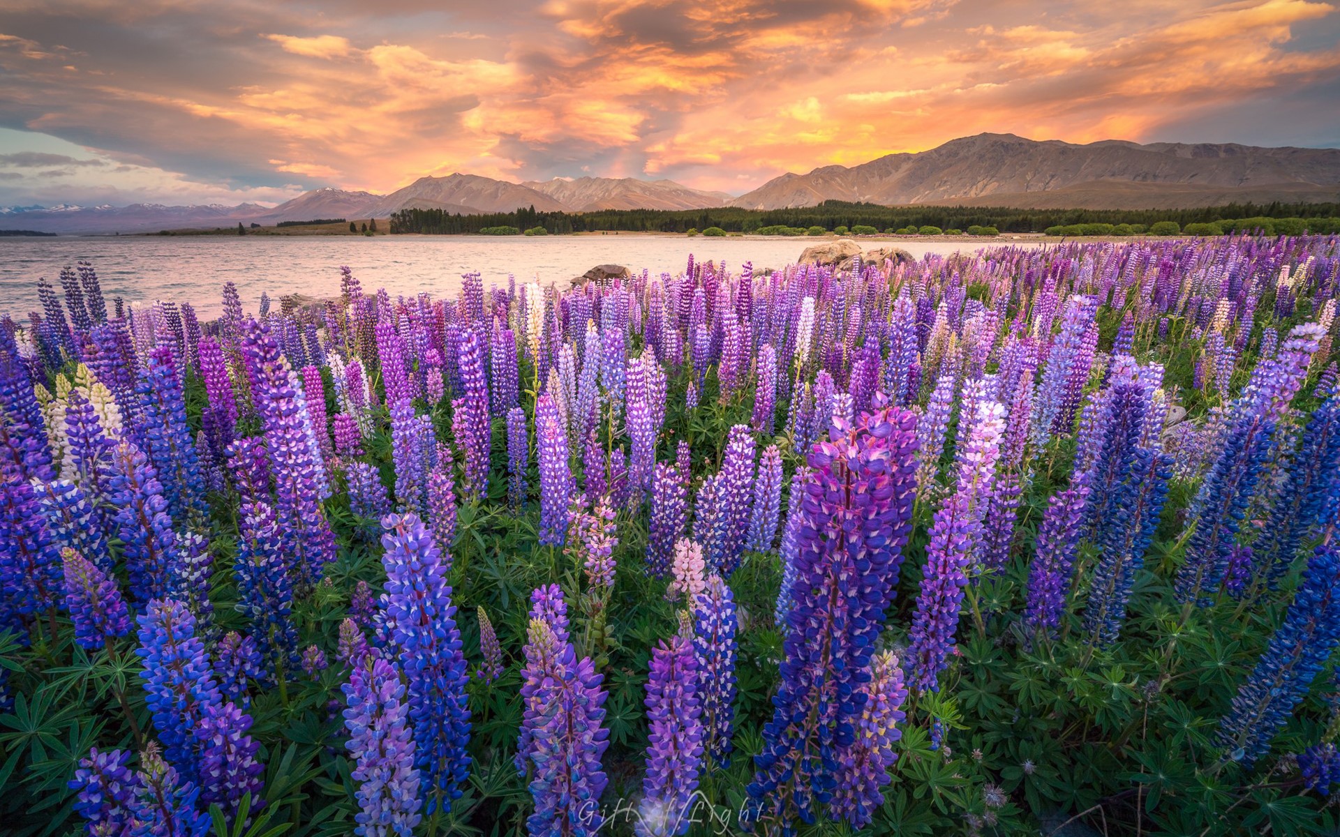 nature, lavender, field, sunset, HD Wallpaper