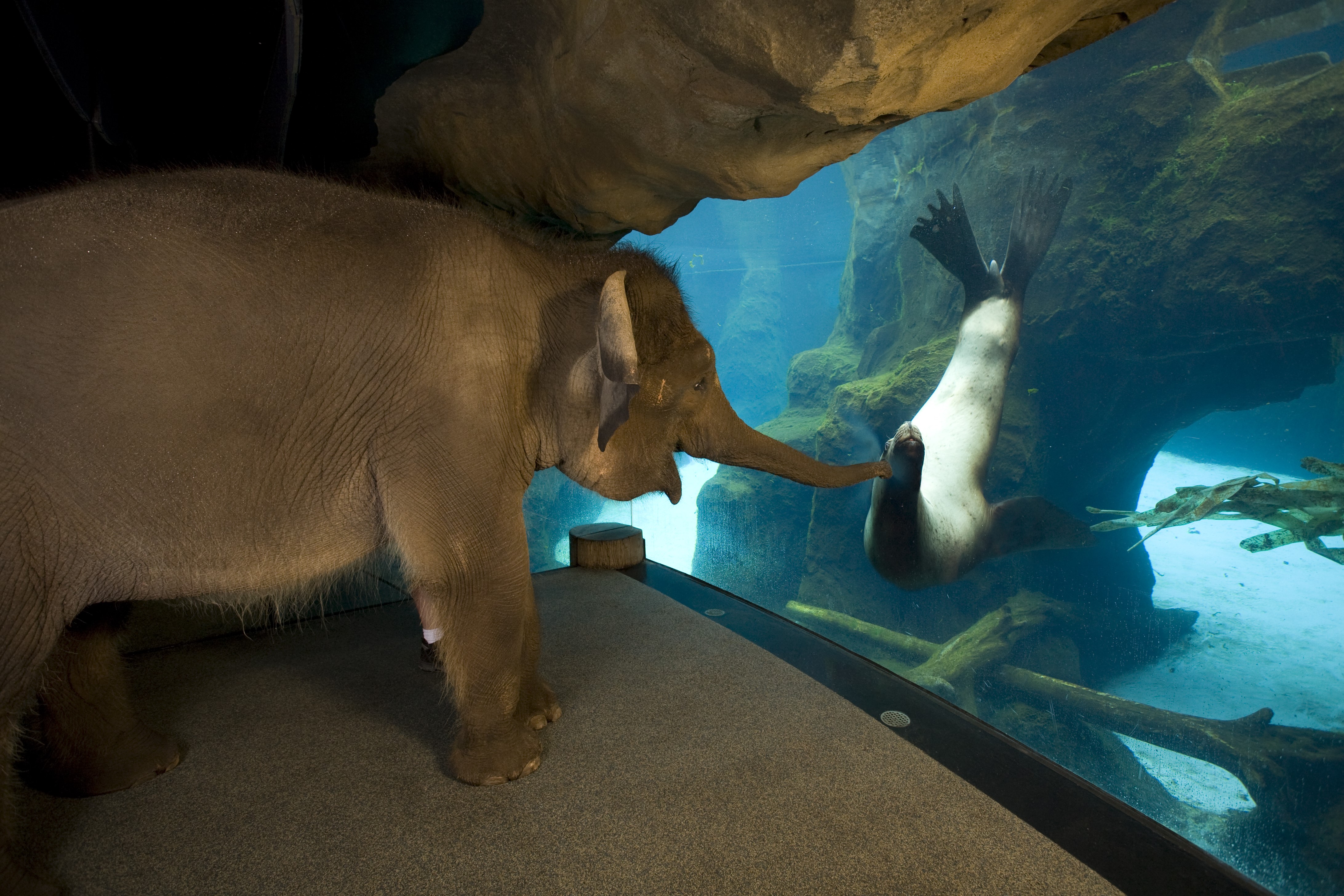 nature, animals, seals, elephant, water, underwater, baby animals, aquarium, HD Wallpaper