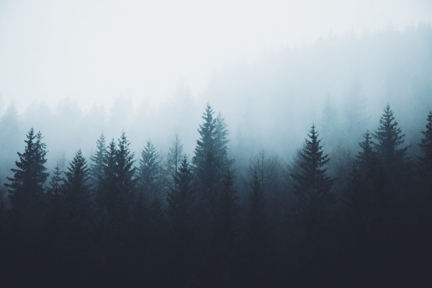 landscape, plants, trees, mist, nature, HD Wallpaper