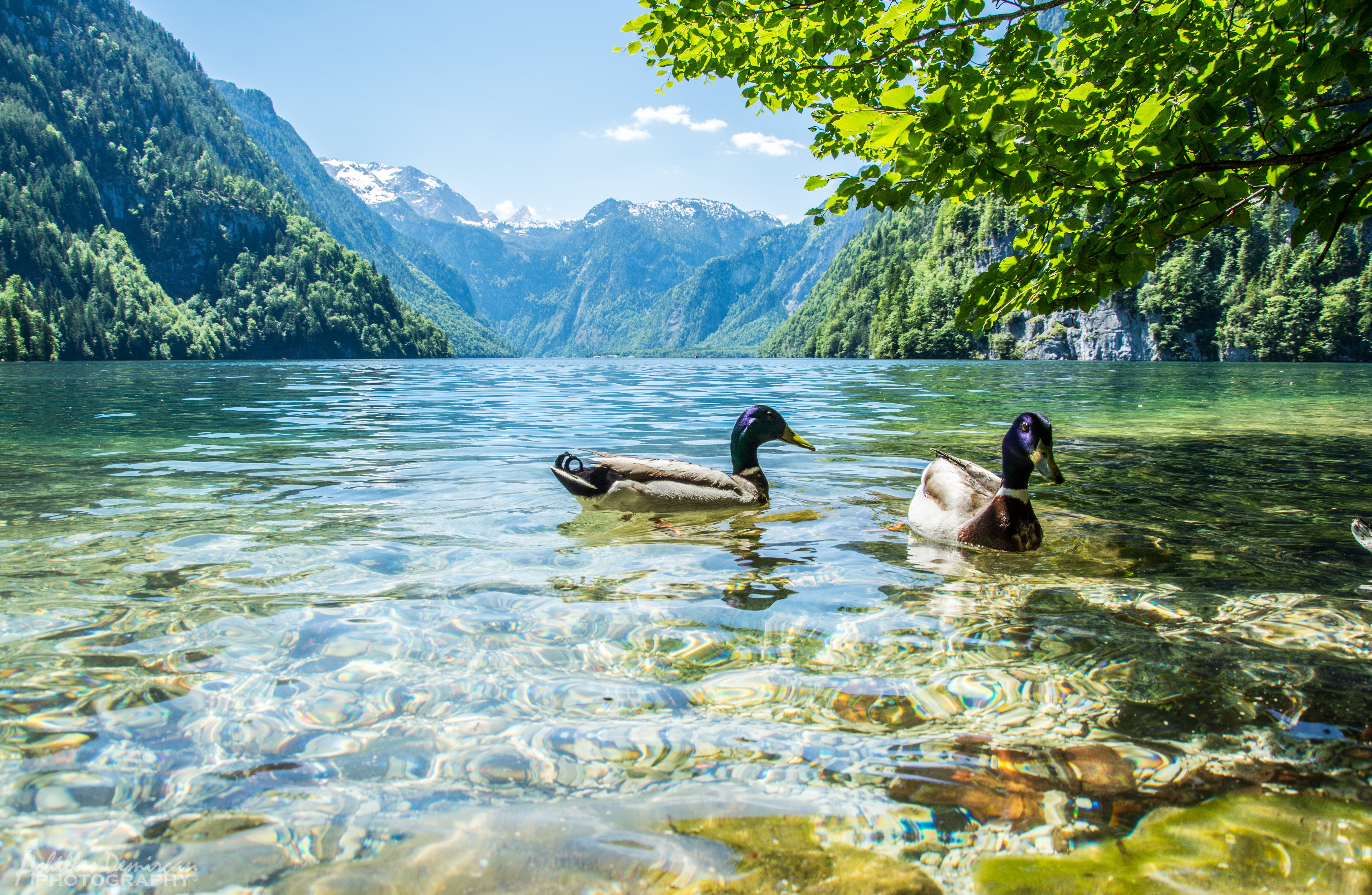 nature, landscape, duck, HD Wallpaper