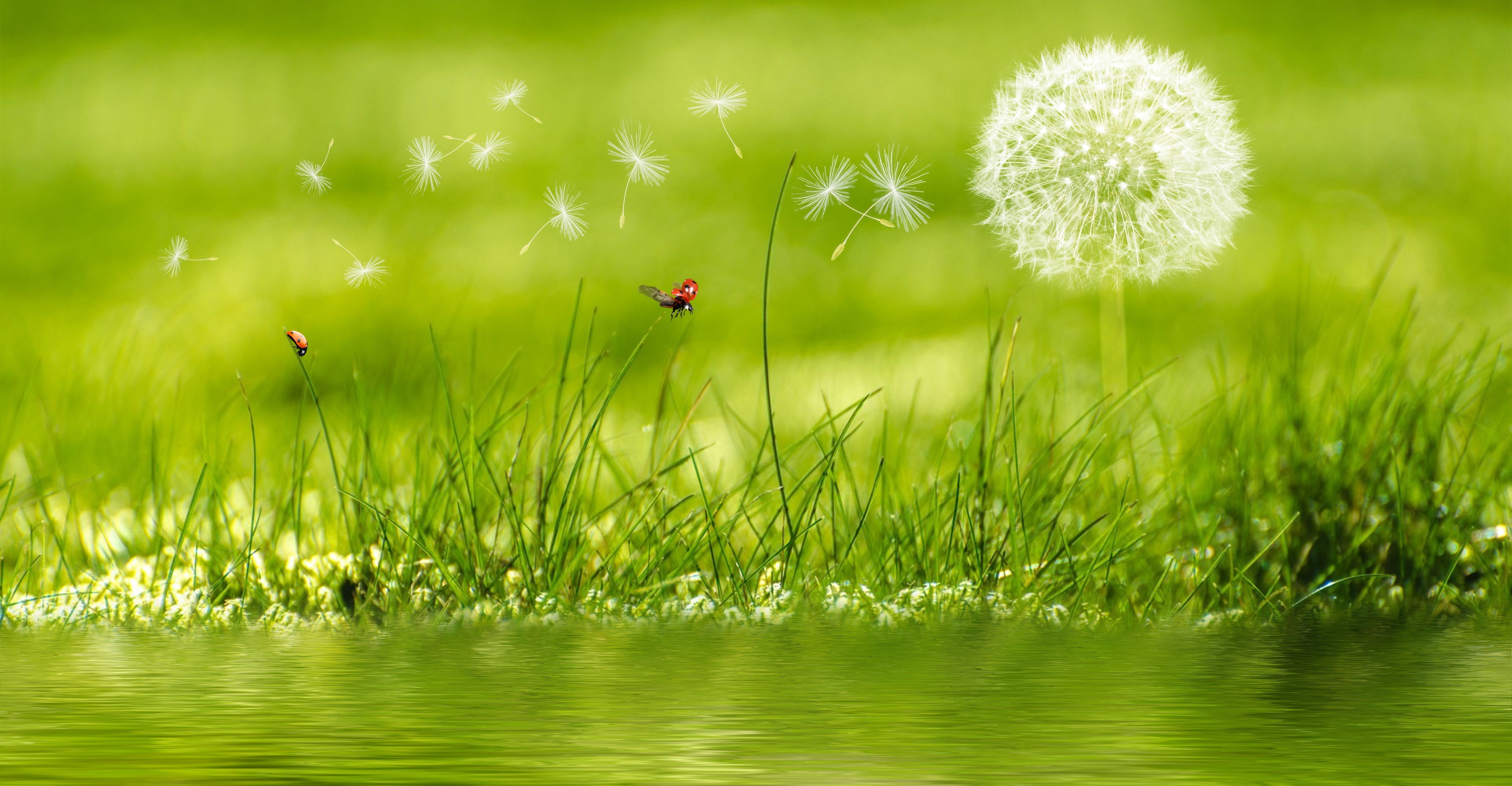 nature, landscape, dandelion, ladybugs, grass, water, HD Wallpaper