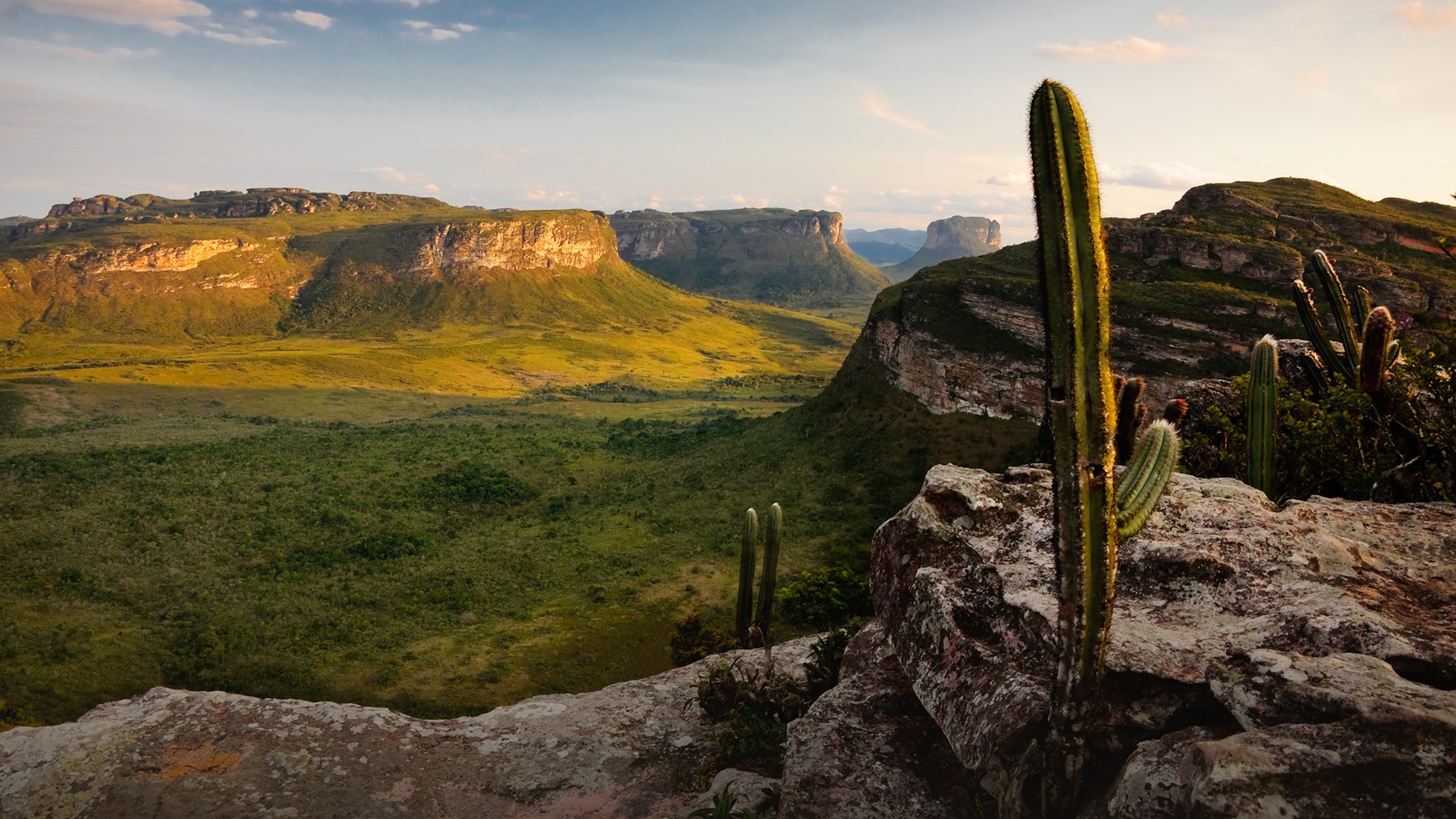 nature, landscape, hill, cactus, HD Wallpaper