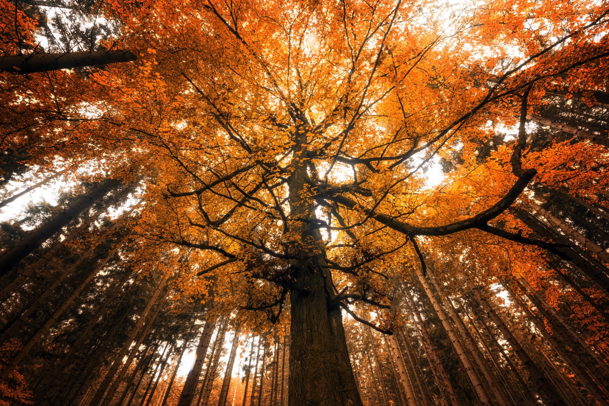 fall, nature, trees, orange, HD Wallpaper