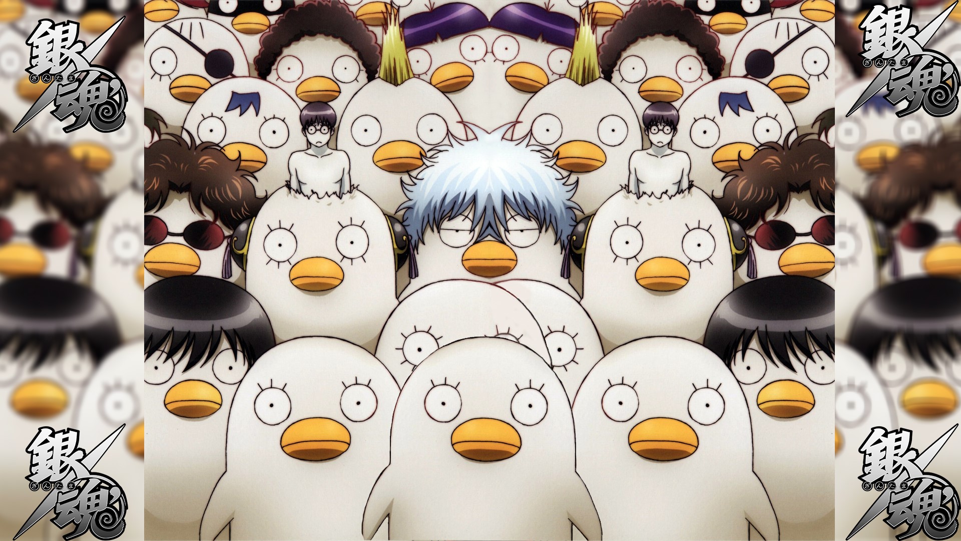 Gintama, animals, anime, eye patch, HD Wallpaper