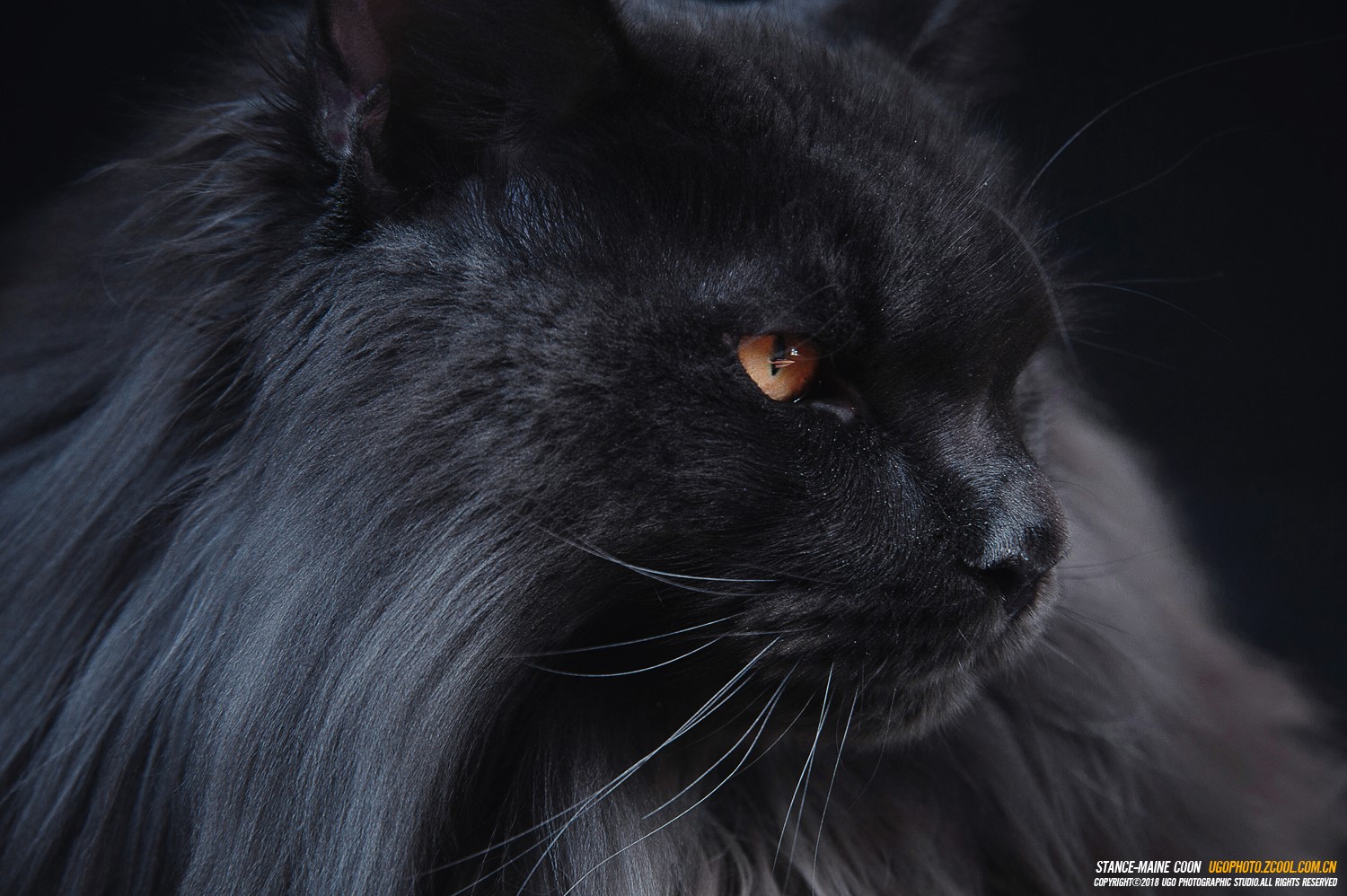 cats, animals, norway cats, HD Wallpaper