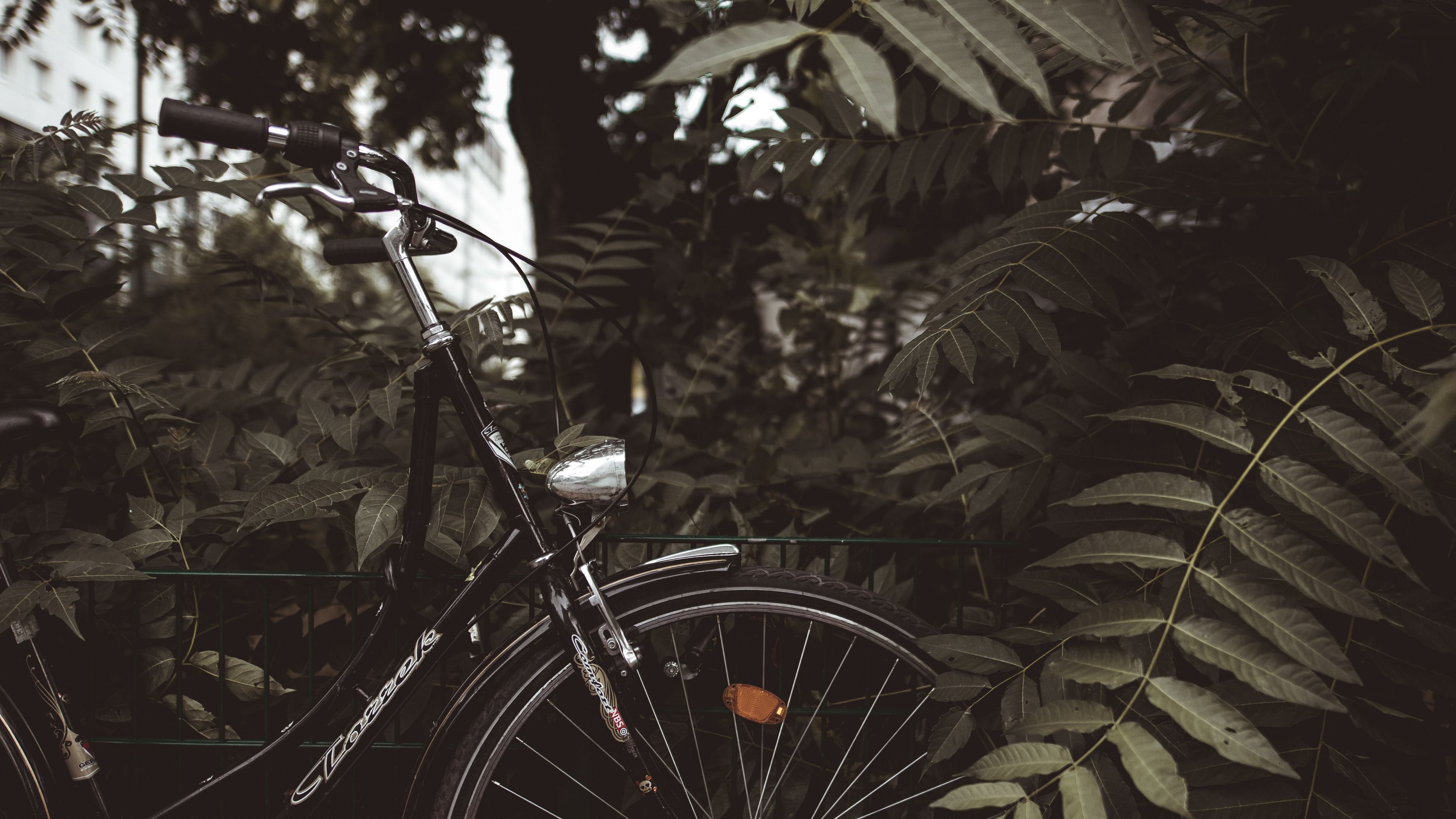 bicycle, branches, leaves, trees, dark, 4k, HD Wallpaper