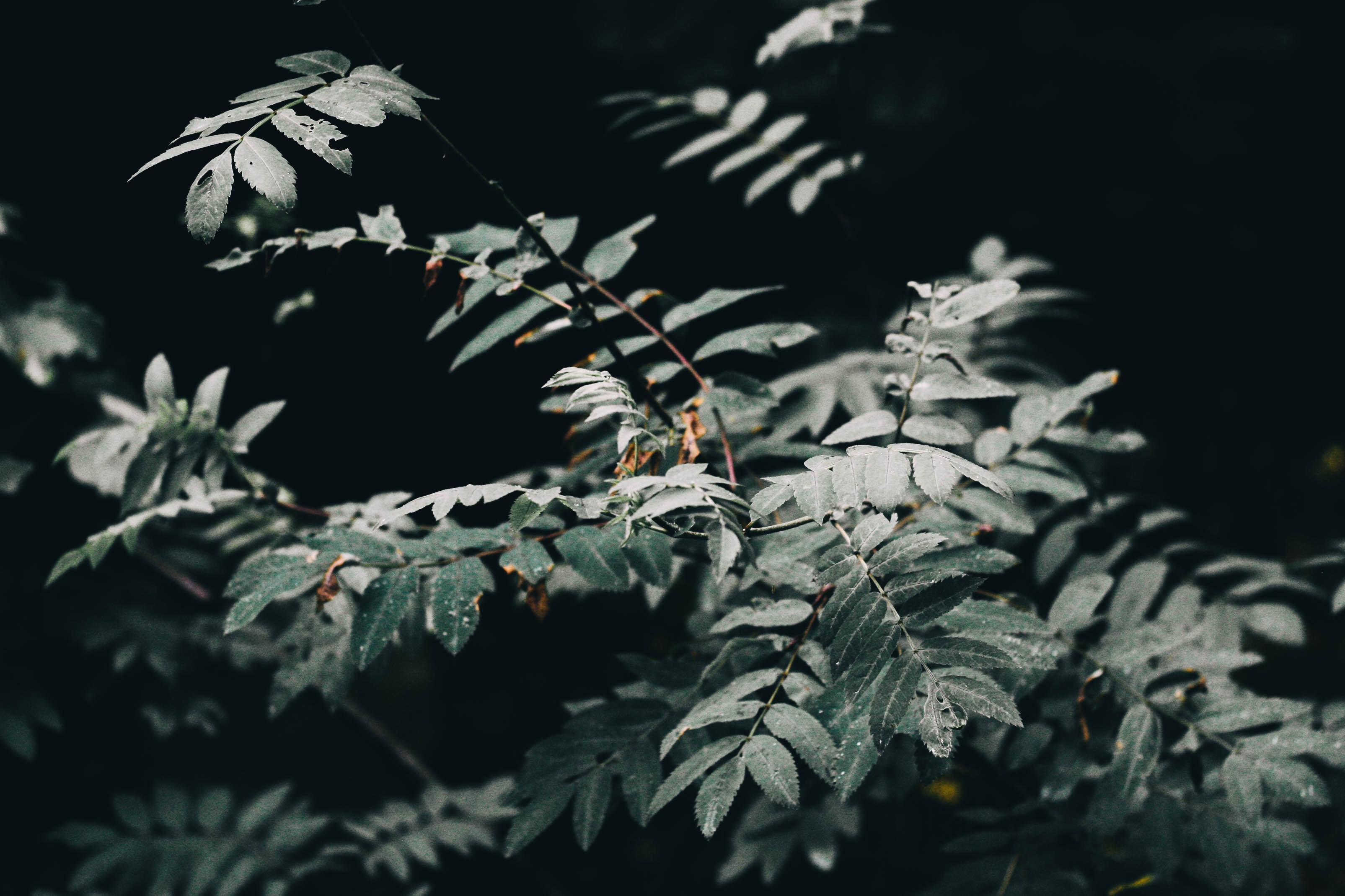 closeup, nature, leaves, depth of field, forest, HD Wallpaper