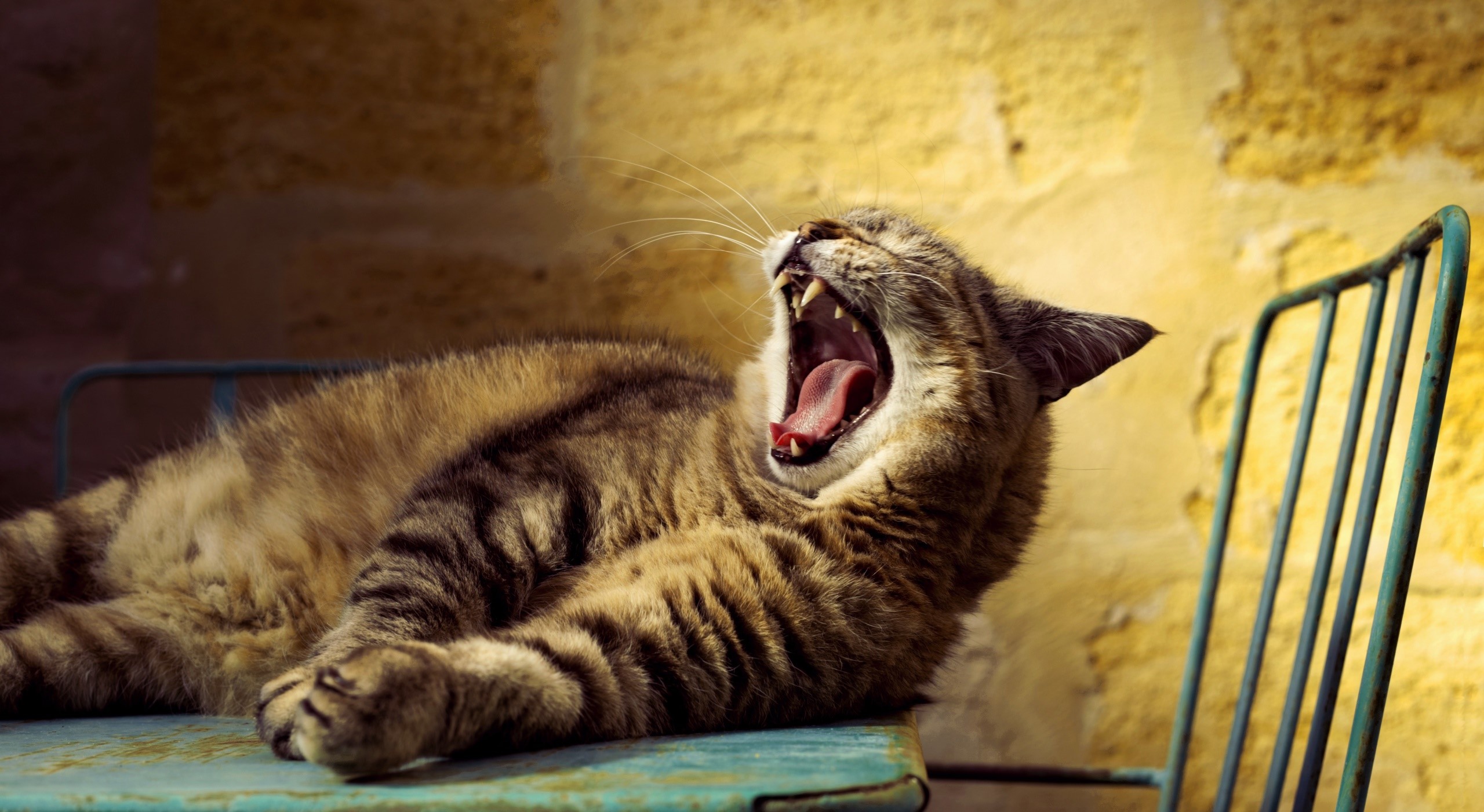 cats, animals, yawning, chair, HD Wallpaper