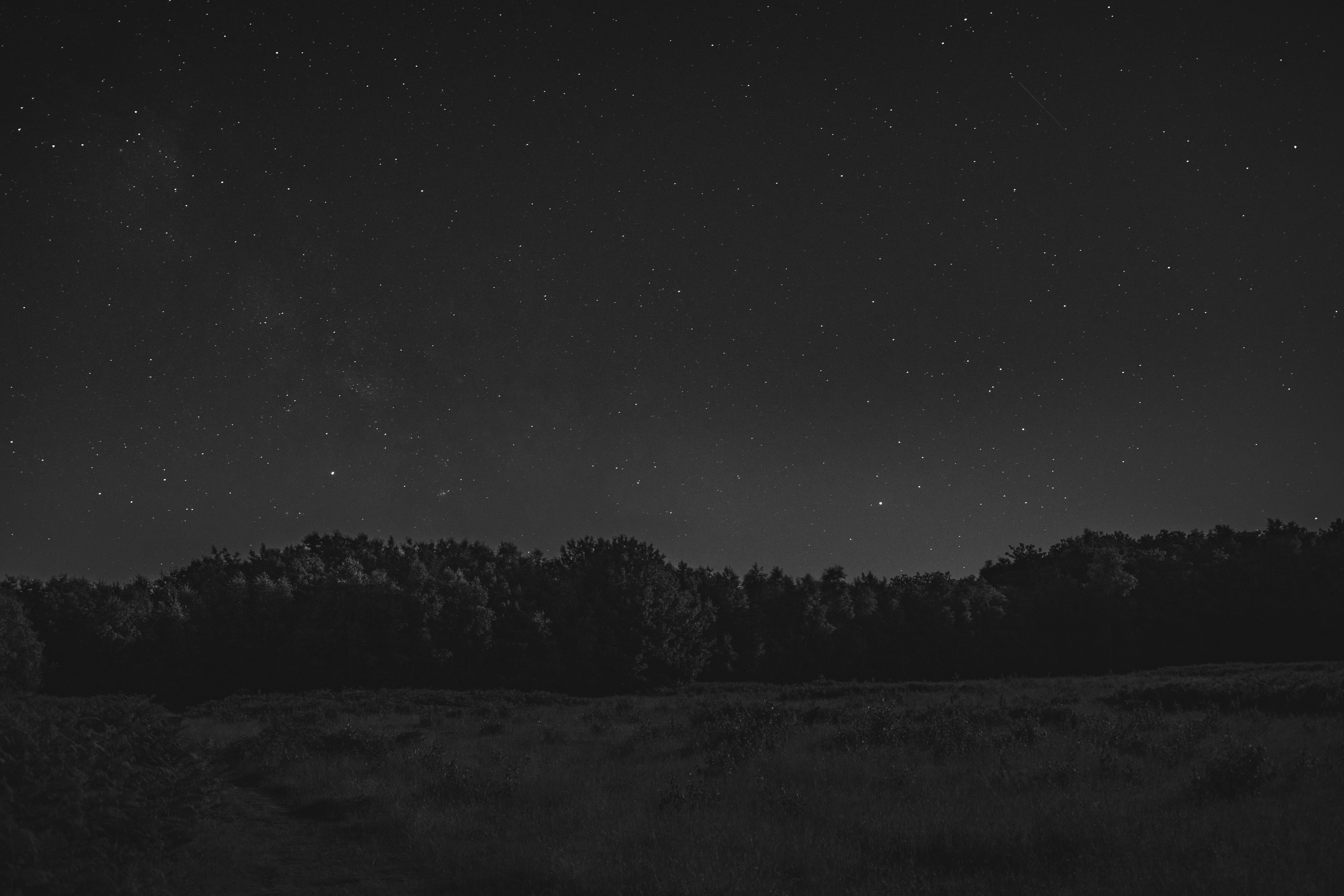 forest, trees, landscape, night, starry night, monochrome, HD Wallpaper