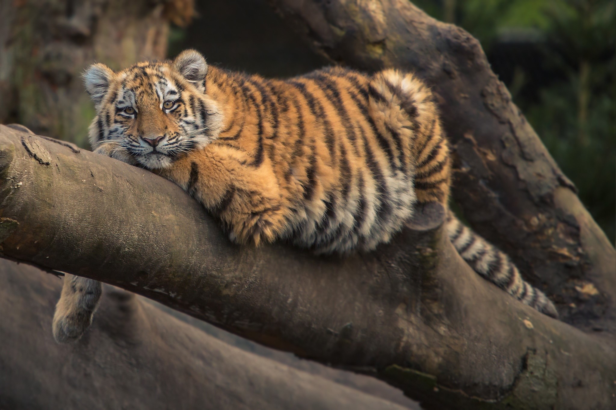 tiger, animals, big cats, HD Wallpaper