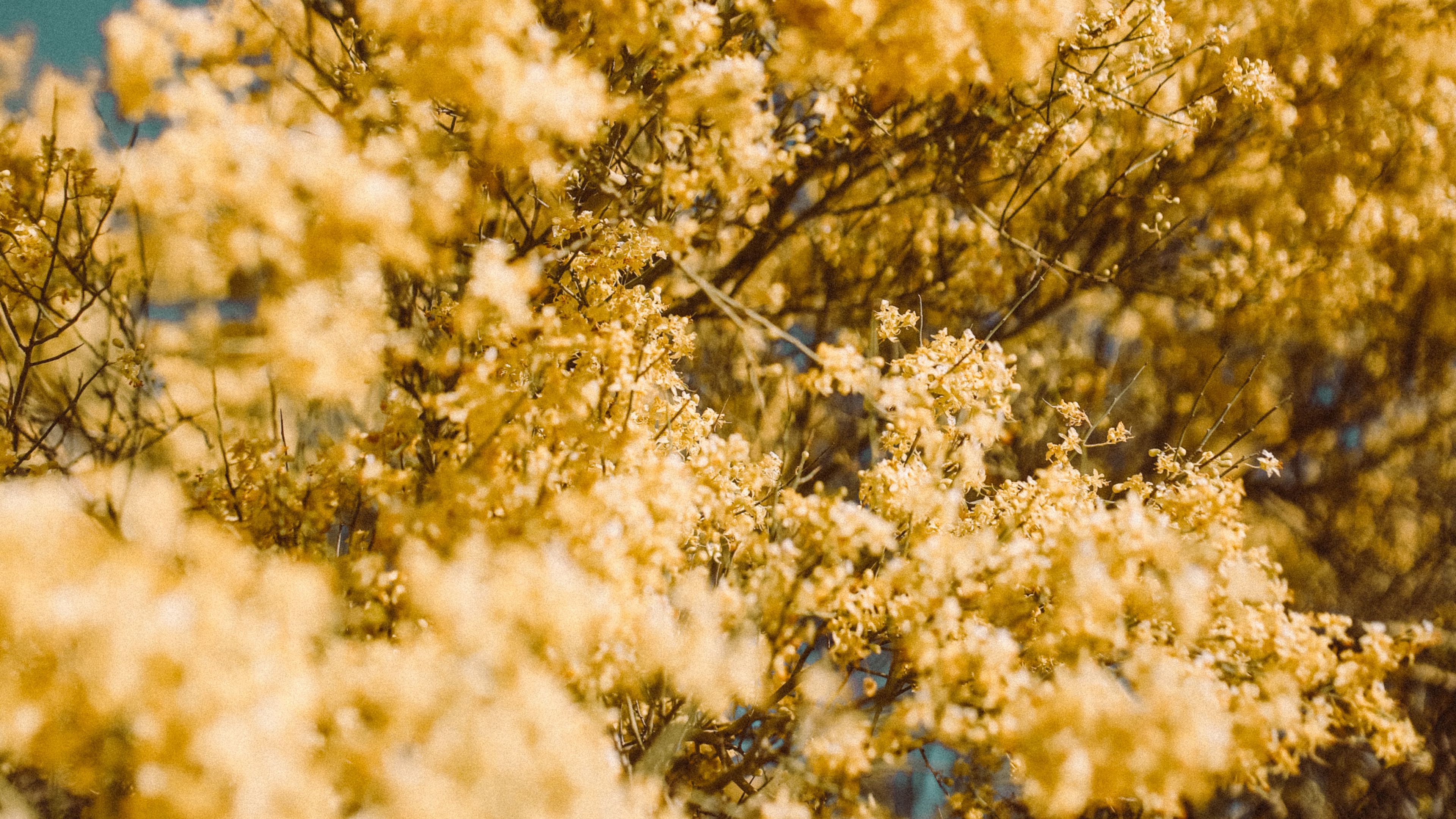 flowers, yellow, branch, blur, 4k, HD Wallpaper