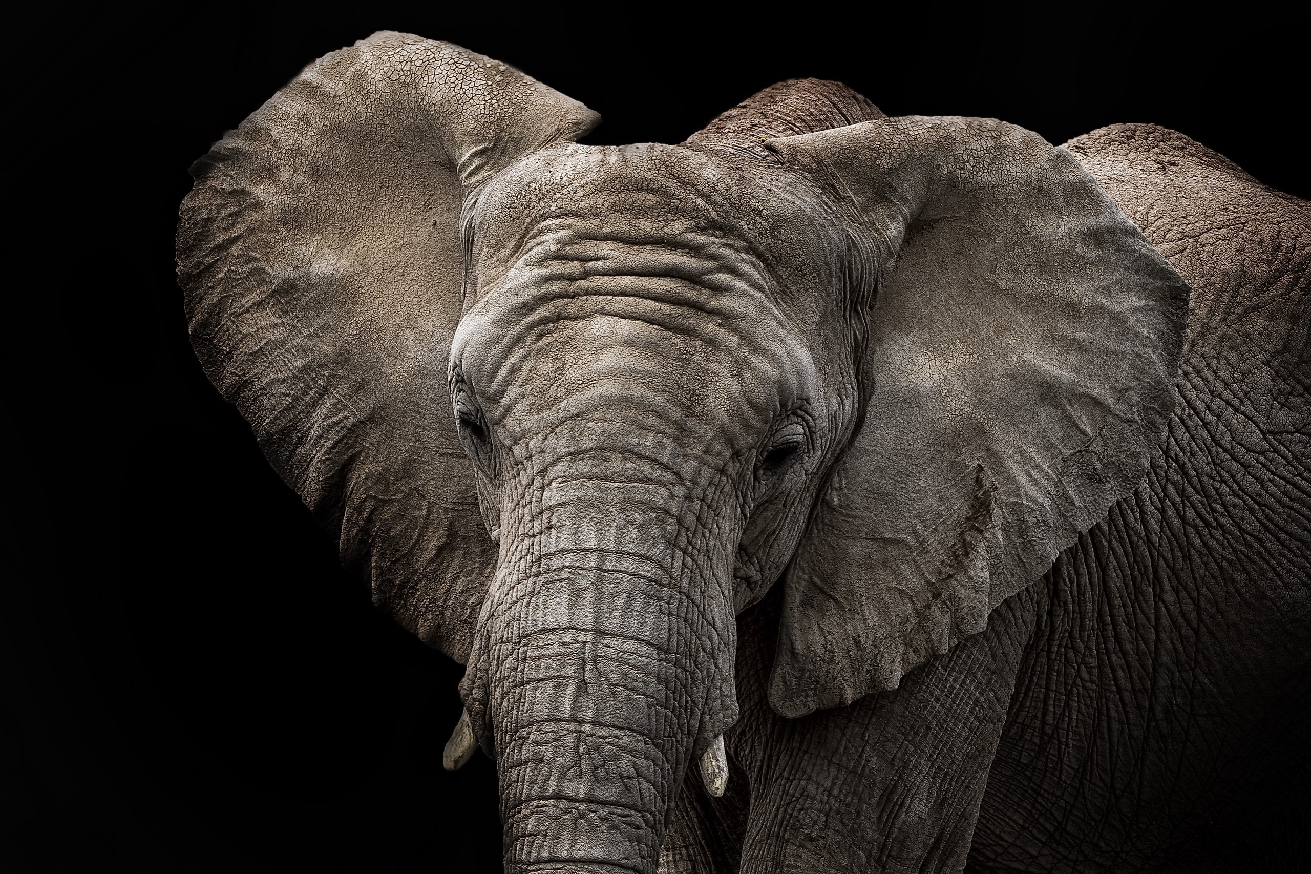 animals, elephant, black background, closeup, HD Wallpaper