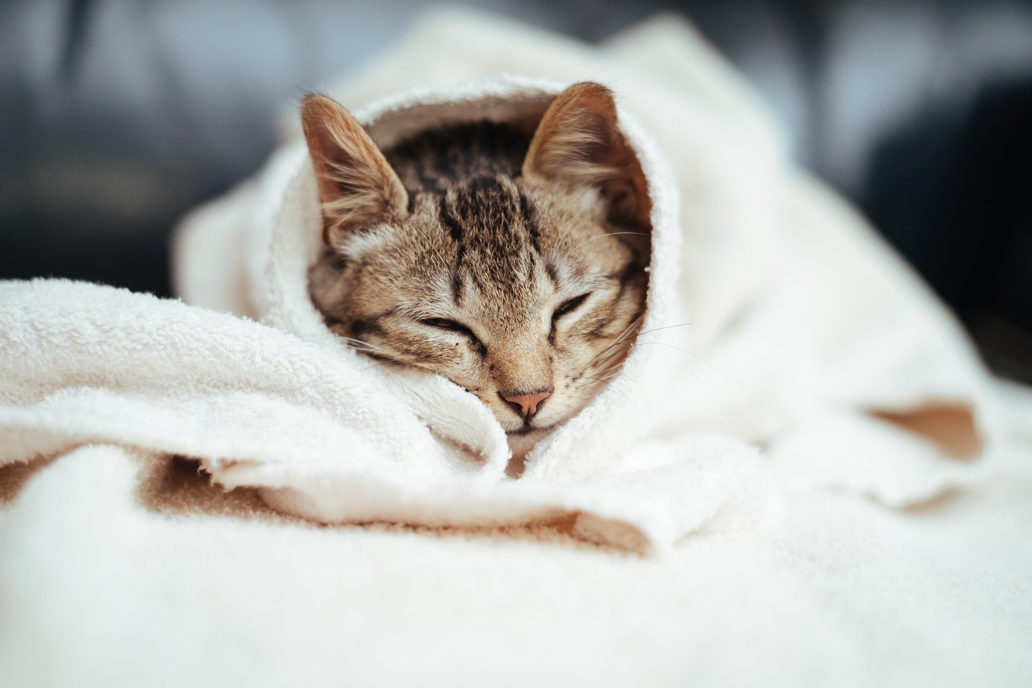 animals, cats, towel, white, HD Wallpaper